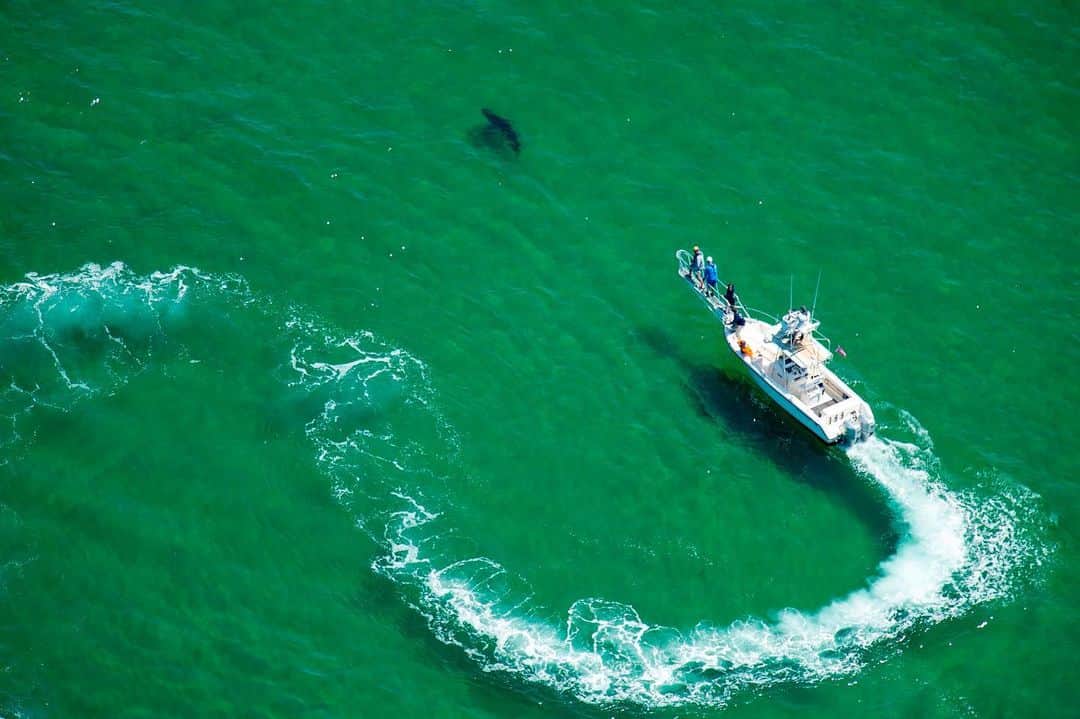 NBC Newsさんのインスタグラム写真 - (NBC NewsInstagram)「An Atlantic White Shark Conservancy boat and crew work to tag a great white #shark in the waters off the shore in #Cape Cod, #Massachusetts. . Three Cape Cod beaches were temporarily closed to swimming Saturday after great white sharks were spotted as close as 150 feet offshore, according to the Atlantic White Shark Conservancy. . 📷 Joseph Prezioso / @afpphoto / @gettyimages」7月15日 5時30分 - nbcnews