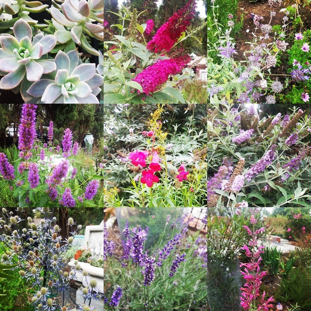 のインスタグラム：「#GASOLINEGARDEN #ILOVEGARDENS #GARDENSRULE #GARDENCHURCH #GARDENPARTY #GARDENMAGIC #AVANTGARDEN #GARDENS #GARDENGANGSTER #garden #gardenlife #GARDENER #gardentime #GARDENING #VEGETABLEGARDEN #FLOWERS #FLOWERPOWER #plants #CACTUS #SUCCULENTS  #AYEARINFLOWERS  #shadowhills  @gasolineglamour  #GASOLINEGLAMOUR  #THANKYOU」