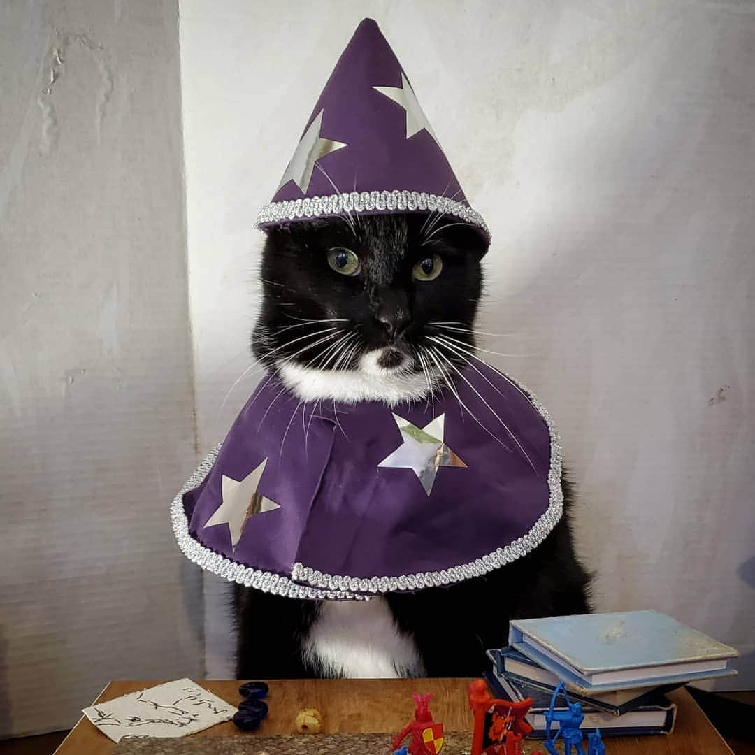 猫コスプレさんのインスタグラム写真 - (猫コスプレInstagram)「Can we please play D&D meow?  #StrangerThings #WillTheWise . . . . . . . . . #StrangerThings3 #strangerthingscosplay #dnd #dungeonsanddragons #canwepleaseplaydndnow  #catcosplay #catsinclothes #cats #cosplay」7月15日 6時09分 - cat_cosplay