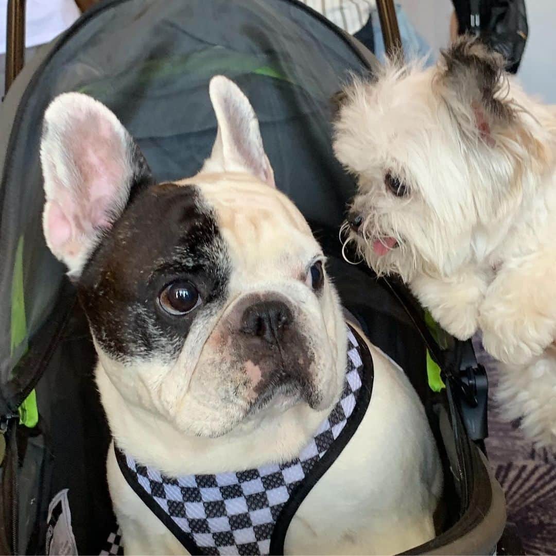 Manny The Frenchieのインスタグラム：「Hey @norbertthedog , you are my buddy and all but a little personal space here. #close #talkers」