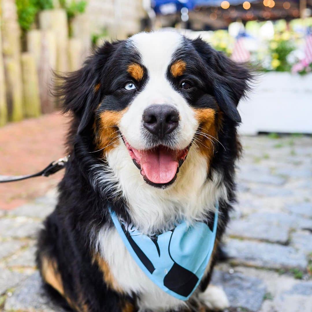 The Dogistさんのインスタグラム写真 - (The DogistInstagram)「Ajax, Bernese Mountain Dog (2 y/o), Water Street, Woods Hole, MA • “He’s a lagoon dog that hangs out on the beach on the Vineyard.”」7月15日 6時53分 - thedogist