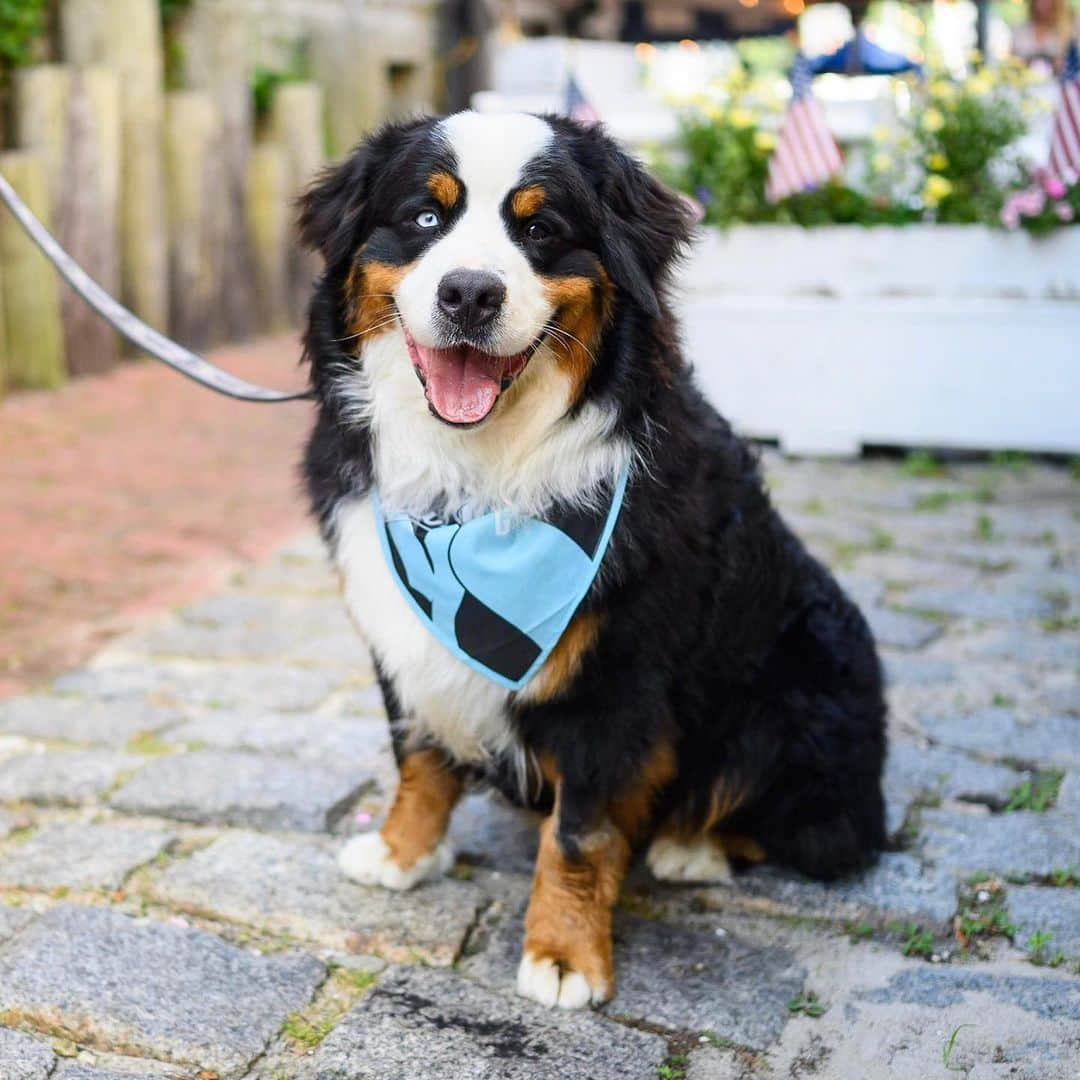 The Dogistさんのインスタグラム写真 - (The DogistInstagram)「Ajax, Bernese Mountain Dog (2 y/o), Water Street, Woods Hole, MA • “He’s a lagoon dog that hangs out on the beach on the Vineyard.”」7月15日 6時53分 - thedogist