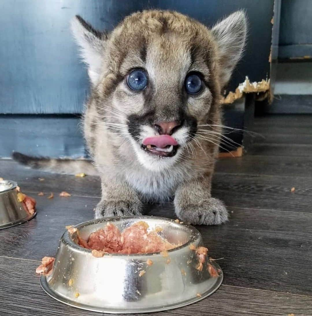 Black Jaguar-White Tiger さんのインスタグラム写真 - (Black Jaguar-White Tiger Instagram)「Onixita :) #SavePumas」7月15日 7時07分 - blackjaguarwhitetiger