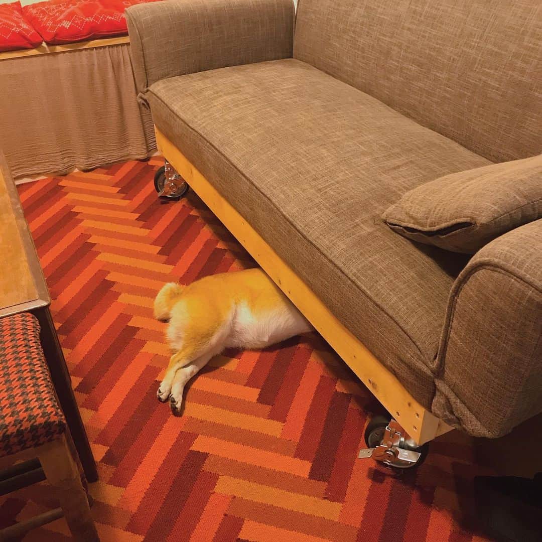マル子さんのインスタグラム写真 - (マル子Instagram)「おはようございます☂️ 最近お気に入りの寝場所w  頭隠して…w  #マル子  #柴犬  #shiba  #朝ですが」7月15日 7時56分 - tomikago
