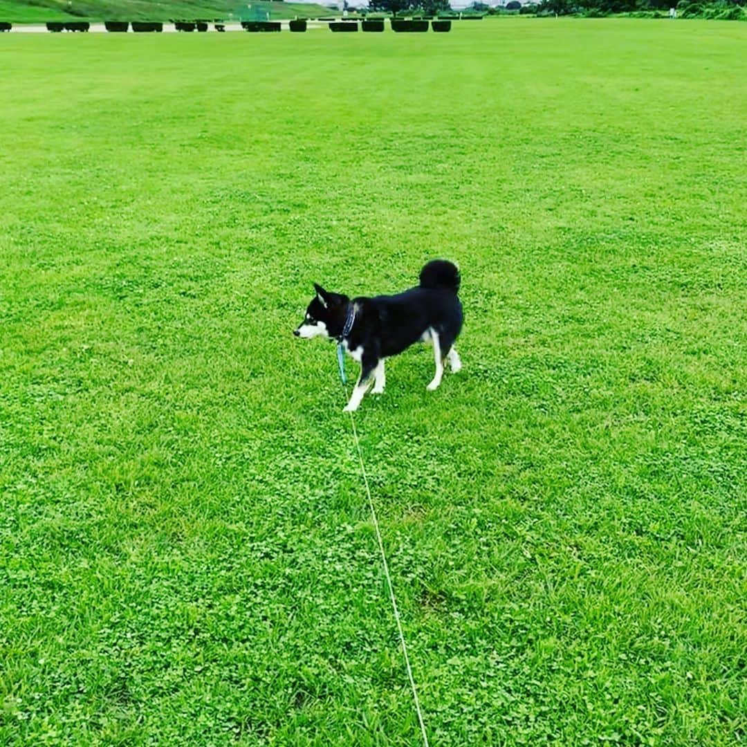 くろさんのインスタグラム写真 - (くろInstagram)「雨雲レーダー見ながら雨の谷間に朝んぽ🐾 #梅雨っぽい #朝んぽ #kuroshiba #blackshiba #shibainu #shibastagram #instadog #dogstagram #柴犬 #黒柴 #黑柴 #日本犬 #和犬 #シニア犬 #癒し犬 #いぬら部 #ふわもこ部 #柴犬部 #モフモフ生命体 #柴犬のいる暮らし #わんこのいる暮らし #わんこのいる生活 #わんこと一緒 #わんダフォ #わんだふるjapan」7月15日 8時10分 - m6bmw