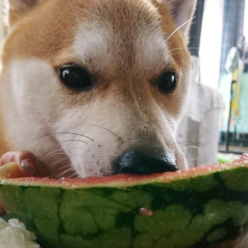 柴犬⭐️サスケさんのインスタグラム写真 - (柴犬⭐️サスケInstagram)「おはわん #柴犬#赤柴#スイカ#🍉('-' 🍉 )ｽｲｶﾁｬﾝ#🍉#大好物#必死#目が怖い#茶助#柴北会#pecoいぬ部 #shibagram #shibastagram#🐶📷」7月15日 8時43分 - shiba20150405