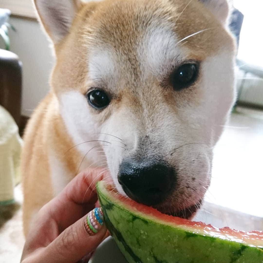 柴犬⭐️サスケのインスタグラム