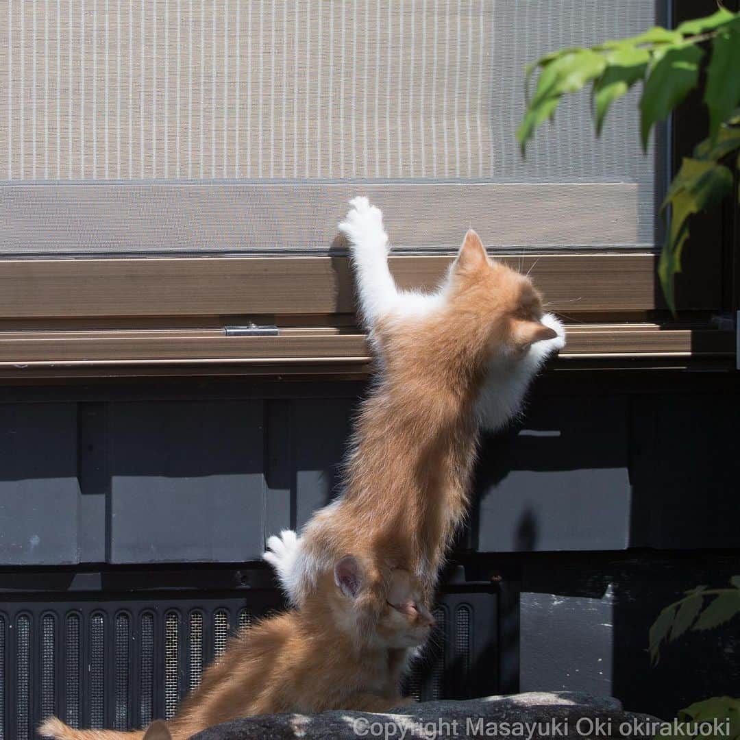 Masayukiさんのインスタグラム写真 - (MasayukiInstagram)「尻にしかれる。  おはようございます。 Good morning from Tokyo Japan ☁️ #cat #ねこ #7月20日の志村どうぶつ園に出演します #ぜひご覧くださいませ」7月15日 8時56分 - okirakuoki