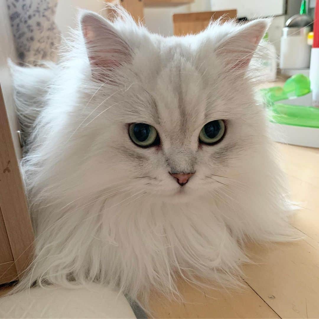 후추네큰언니のインスタグラム：「울 새침떼기 ❤️ . . . . . #후추  #고양이  #냥스타그램 #캣스타그램  #Hoochu #Hoochuthecat #cat #cats #catstagram #catsofinstagram #topcatphoto #bestmeow #ilovecat #cute #fluffy #petstagram #instacats」