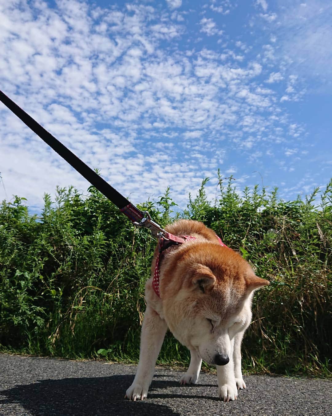 柴子さんのインスタグラム写真 - (柴子Instagram)「おはようございます。 今日は梅雨の晴れ間。暑くなりそう(^_^;) 柴子(仮名)さん、エアコンの効いた部屋でノンビリしててね。 父ちゃんはお仕事です(｀･ω･´)ゞ #柴犬　#shibainu #shibastagram」7月15日 9時48分 - senogawadogs