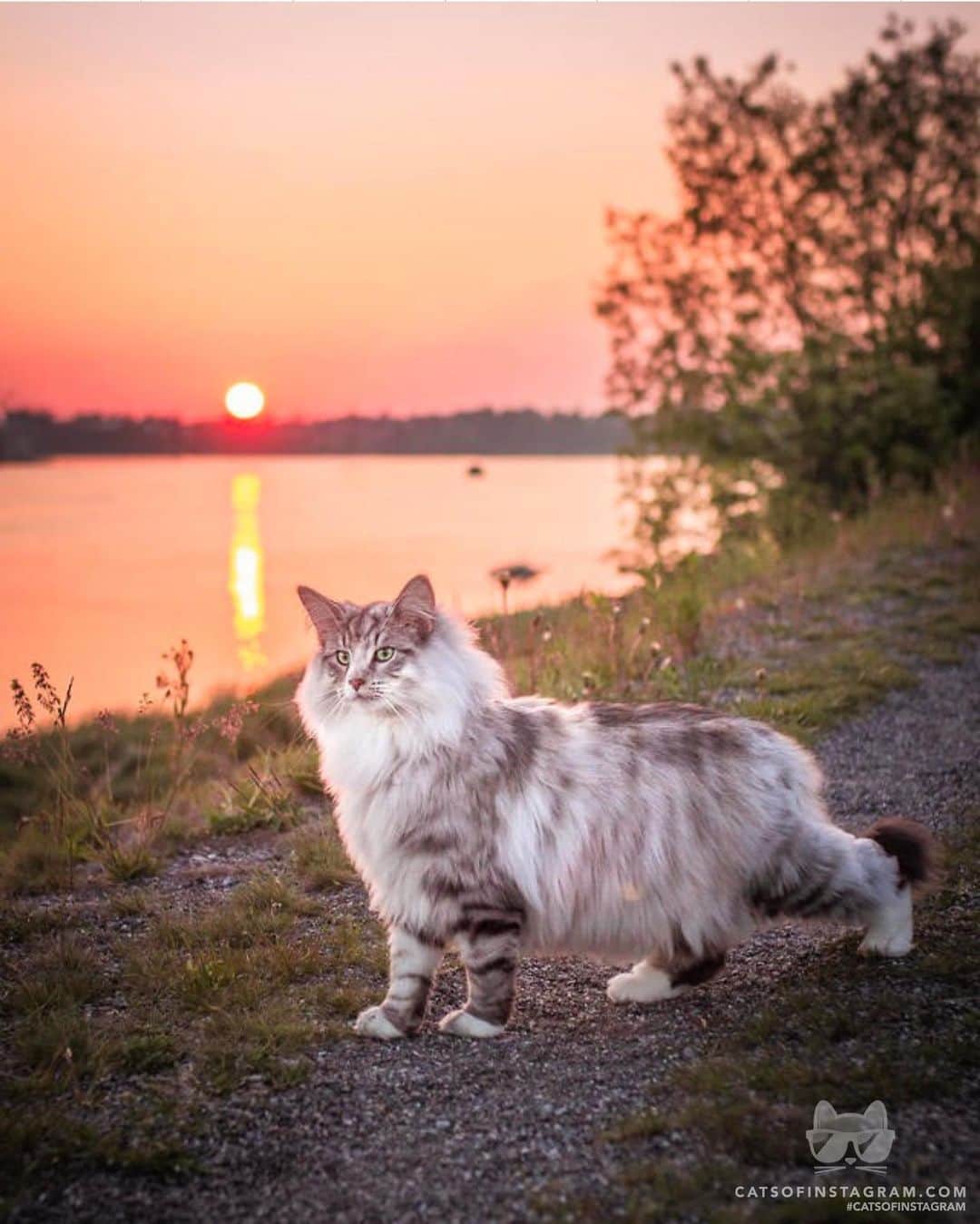 Cats of Instagramさんのインスタグラム写真 - (Cats of InstagramInstagram)「From @aslantheforestcat: “Sunset stroll by the river 🌅” #catsofinstagram」7月15日 9時59分 - cats_of_instagram