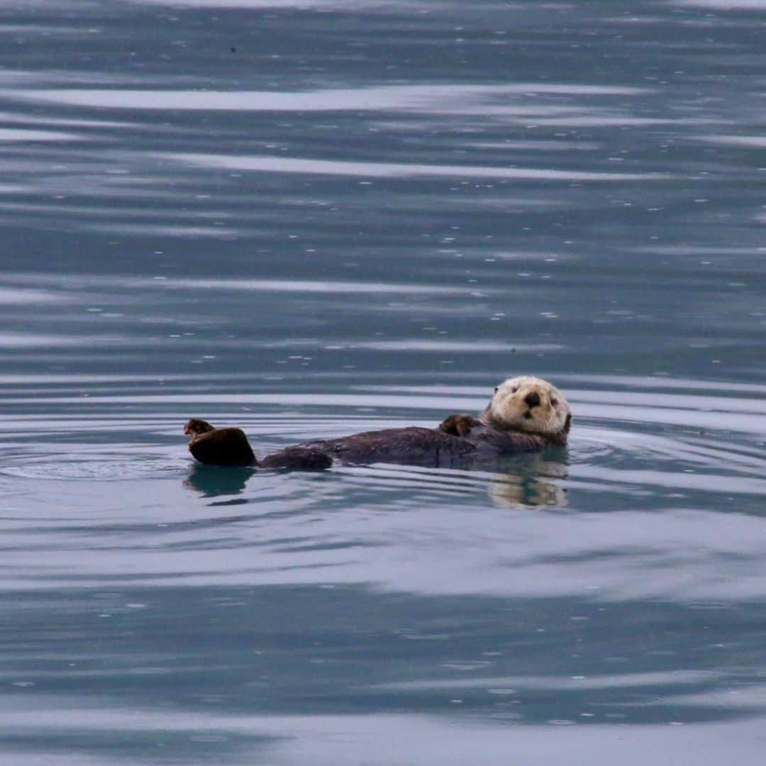 アメリカ大使館さんのインスタグラム写真 - (アメリカ大使館Instagram)「可愛いラッコ(sea otter)も、大きなクジラ(whale)🐳も同じ海で見れちゃう👀 今日、日本は海の日です。 . #us #usa #america #alaska #sea #ocean #seaotter #whale #nature #fromboat #summer #summervacation #studyabroad #livinginamerica #アメリカ #留学 #海外生活 #アメリカ生活 #ラッコ #クジラ #大自然 #海 #旅行 #夏休み #かわいい #kawaii #海の日」7月15日 10時03分 - usembassytokyo