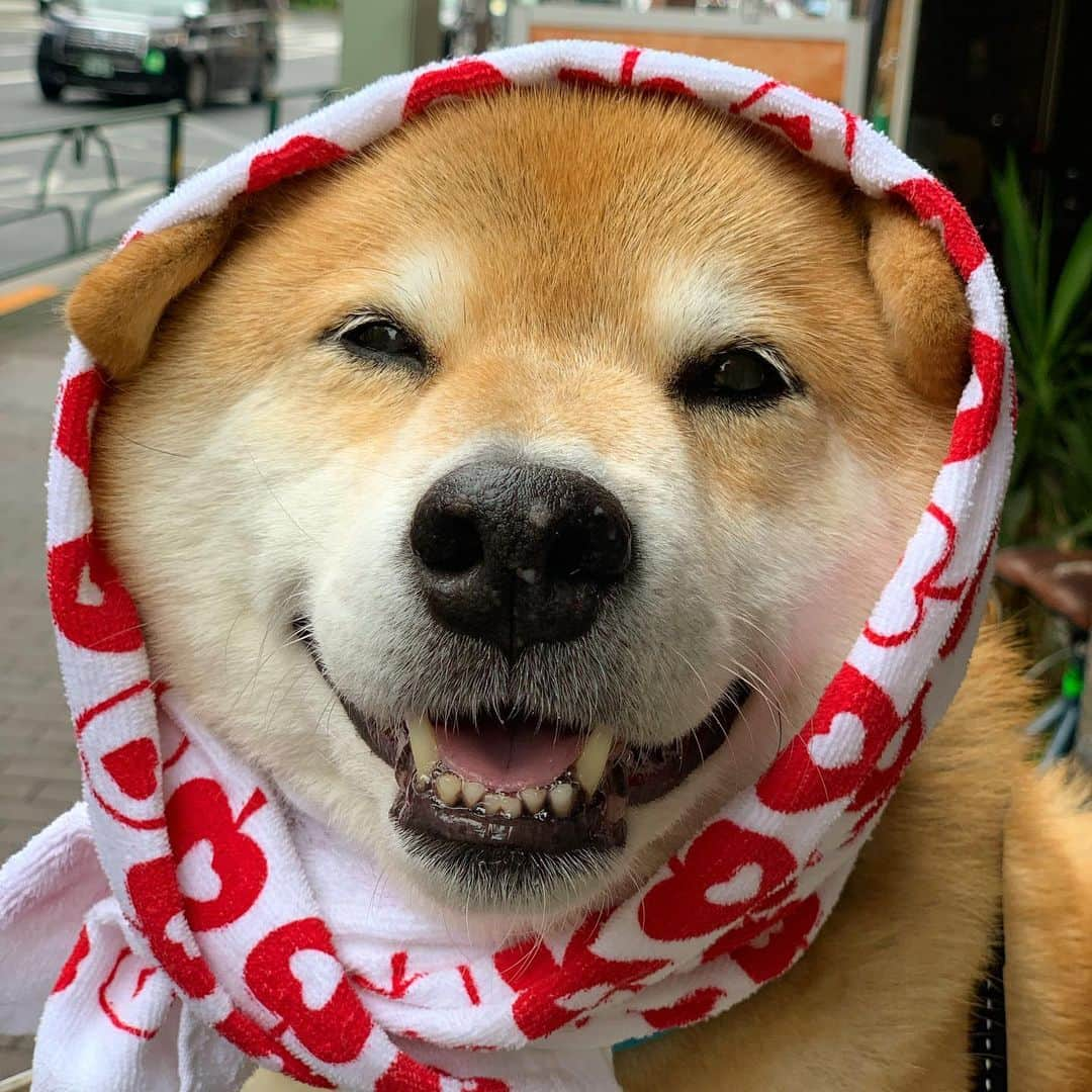 まる（まるたろう）さんのインスタグラム写真 - (まる（まるたろう）Instagram)「It’s the rainy season in Japan right now, so it’s been really humid out here.✨🐶💦✨ジメジメした日が続きますけども、今週も元気に頑張って行こうね〜 #今日の雨はそんなすごくないから #りんごのカッパだけでいいね #ゴミ袋は恥ずかしいから #良かった☺️ #月曜日は笑顔で頑張る日」7月15日 10時03分 - marutaro