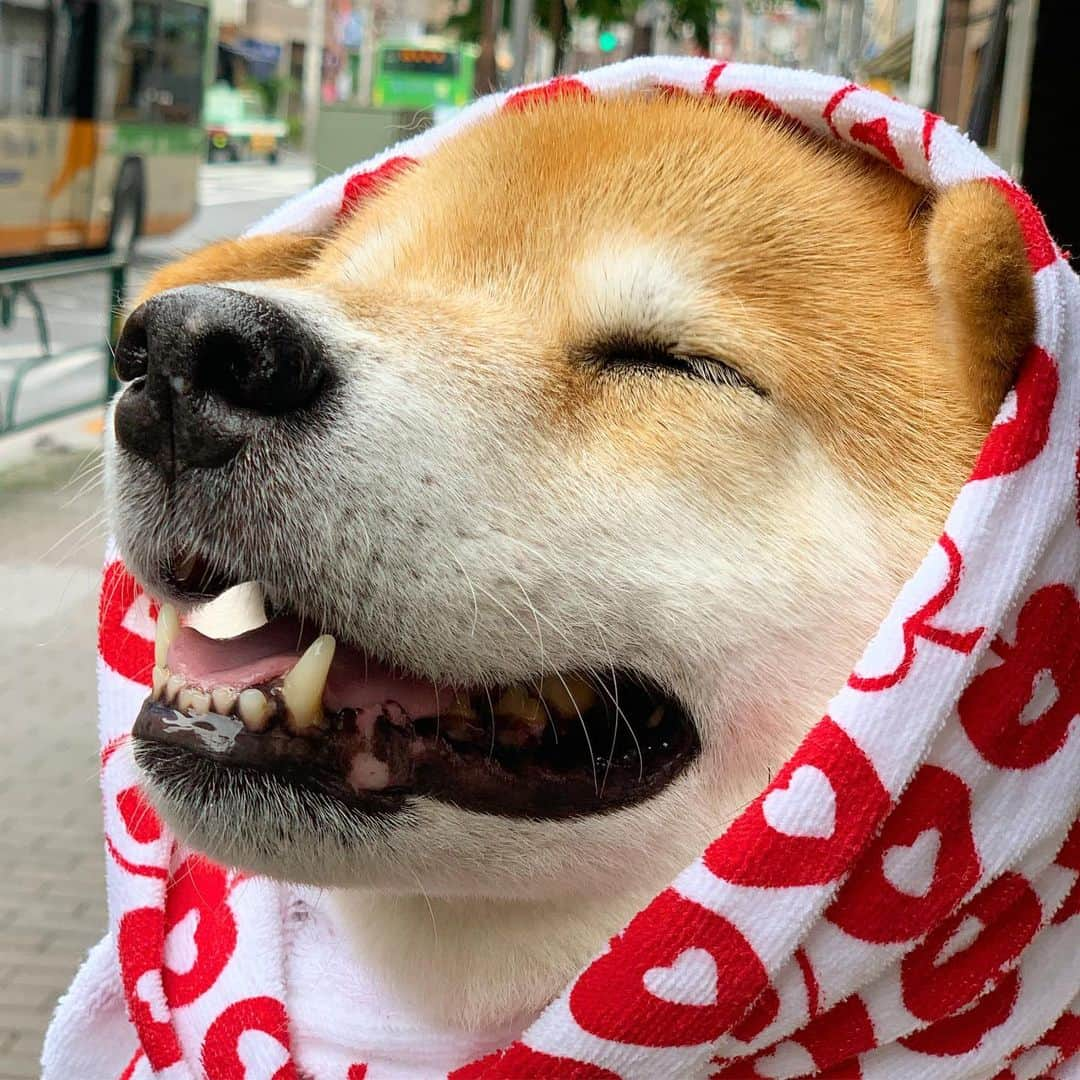 まる（まるたろう）さんのインスタグラム写真 - (まる（まるたろう）Instagram)「It’s the rainy season in Japan right now, so it’s been really humid out here.✨🐶💦✨ジメジメした日が続きますけども、今週も元気に頑張って行こうね〜 #今日の雨はそんなすごくないから #りんごのカッパだけでいいね #ゴミ袋は恥ずかしいから #良かった☺️ #月曜日は笑顔で頑張る日」7月15日 10時03分 - marutaro