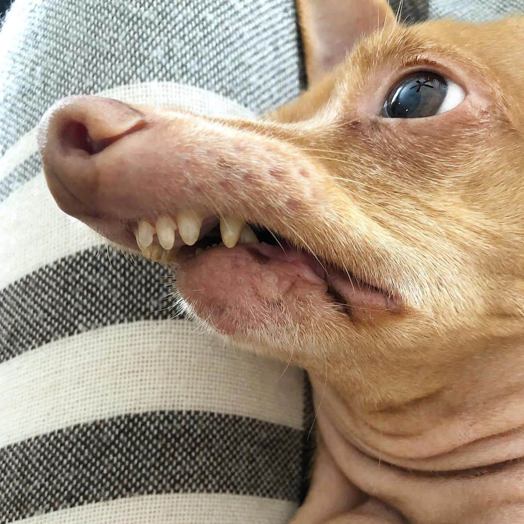 Tuna {breed:chiweenie} さんのインスタグラム写真 - (Tuna {breed:chiweenie} Instagram)「Sunday nights are reserved for shows...and he has two rules. 1) I’m not allowed to interrupt him (🤫) and 2) I must make him popcorn (🍿). Fair enough. #runsatightship #gluedtothetv」7月15日 10時21分 - tunameltsmyheart