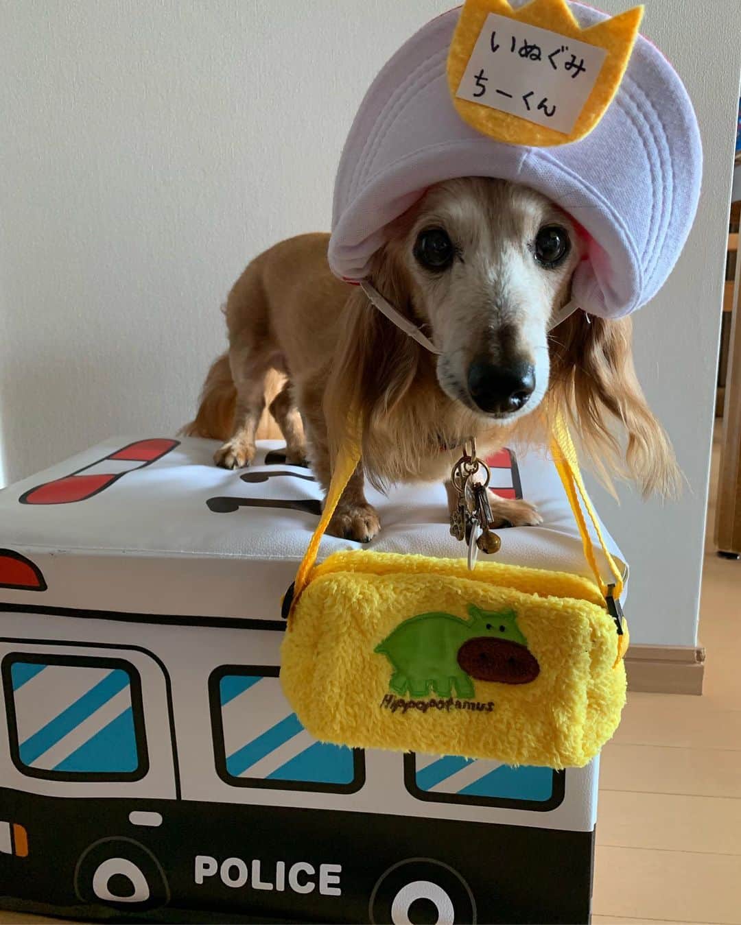 のインスタグラム：「今日は #いぬぐみ📛にじぐみ🌈登園日  ちーくん パトカーに乗って登園するよ🚓 ＊ 海の日⚓️ ＊ #犬#ダックス#ダックスフンド#ミニチュアダックス#dachs#いぬぐみ📛#pecoいぬ部#シニア犬 #よく寝るシニア犬#わんぱく部#サンデイ#todayswanko #east_dog_japan #ボンボンハイスクール」