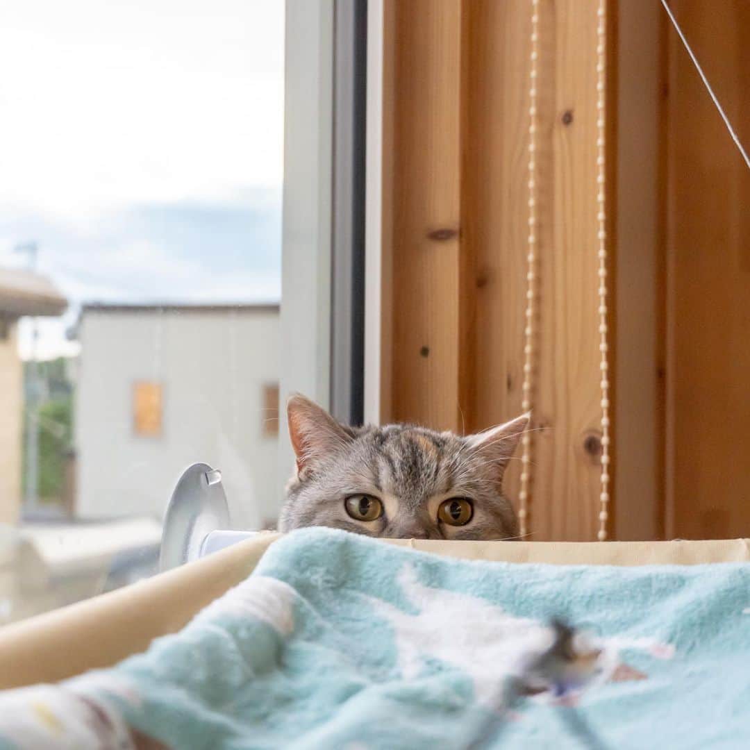 マアルさんのインスタグラム写真 - (マアルInstagram)「ひまりさん #😸 #猫好きさんと繋がりたい #北海道 #旭川市 #ペットホテル」7月15日 21時16分 - psmaaru