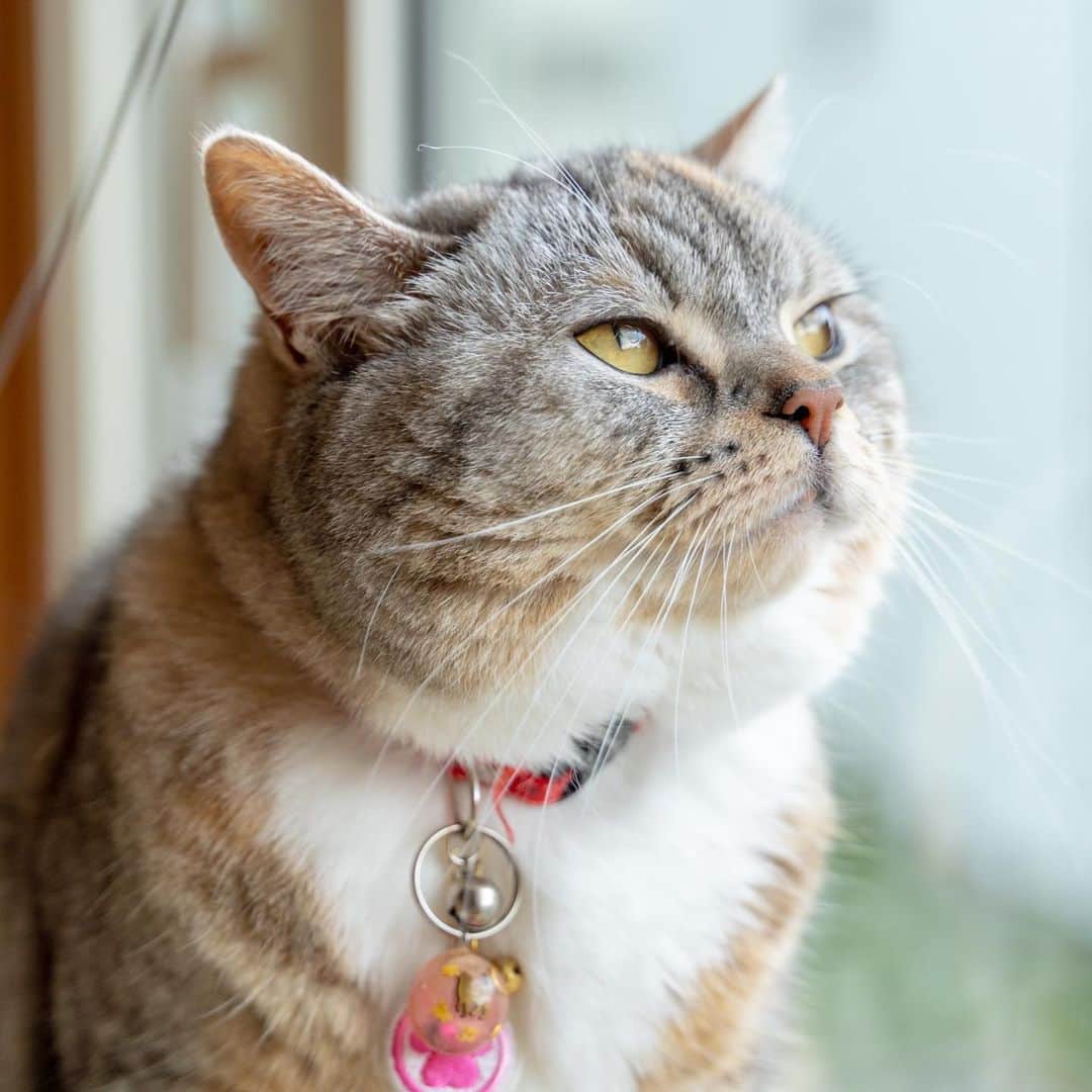 マアルのインスタグラム：「ひまりさん #😸 #猫好きさんと繋がりたい #北海道 #旭川市 #ペットホテル」