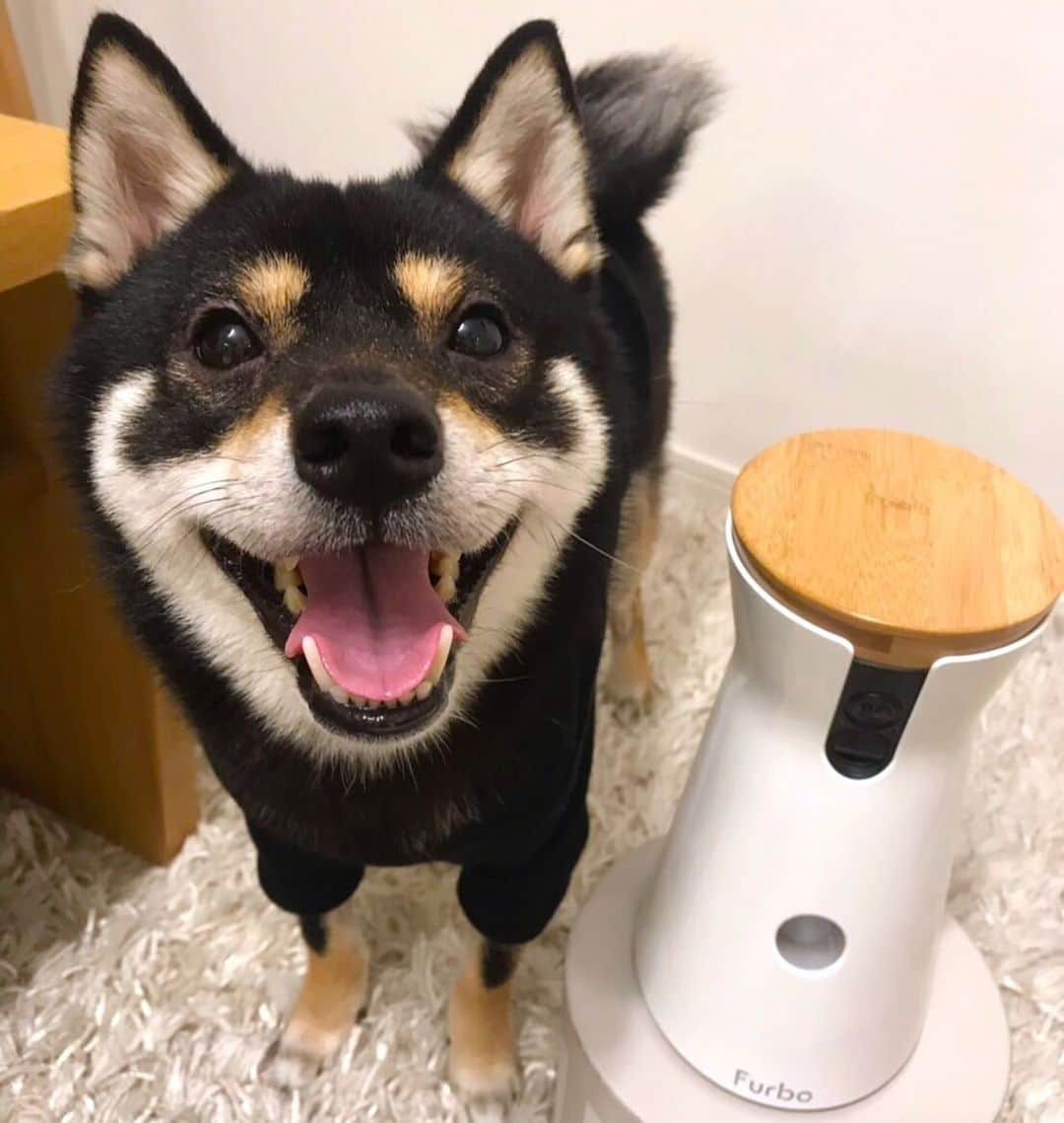 まめ丸のインスタグラム：「* * 【スワイプしてね。おるすばん動画もあるよ🐶💓】 * ぼくの相棒ファーボくん @furbo_japan ❣️ ファーボくんがいれば、おるすばん中も パパママにおやつ🍪をポーンしてもらえたり、 お話できたりするからさみしくないよ🐶💓 * この前、おなかがいたくなっちゃった時も これでパパママが様子をチェックしてくれて 早めに病院🏥につれていってもらえたよ🐶🍀 もしかして体調よくないかな❓って不安なときも お仕事行かなきゃいけない時あるから、 そういう時に見守ってもらえるところがいちばんお気に入り🐶💓 * 🎉Furbo史上最大のプライムデーセール開催中🎉 24時間限定でFurboがなんと17,000円に🐶❣️ （在庫なくなり次第終了） プロフィールのURLからセールにとべるよ🐶✨ https://amzn.to/2Io6dTP * #ファーボでお留守番できるもん #furbo#ファーボ#ドッグシッター#PR #柴犬#豆柴#柴#黒柴#犬#shiba#shibainu#shibastagram#shibadog#puppy#instadog#dogstagram#dog#mameshiba#instashiba#まめ丸pr#pet#petcamera#ペットカメラ」