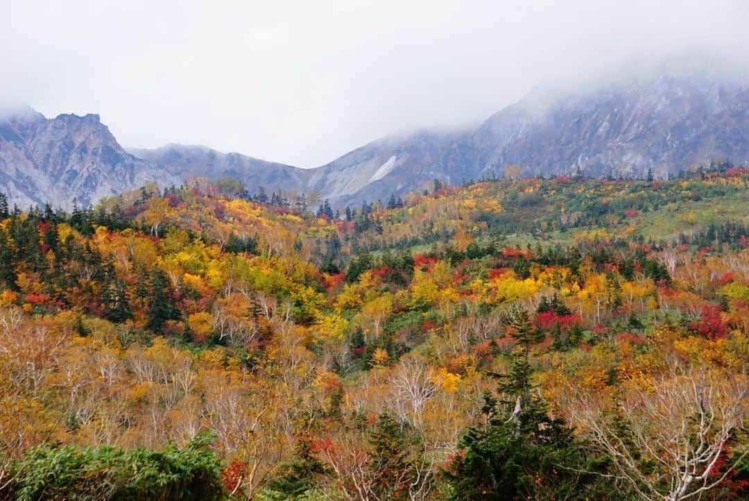 栂池高原スキー場さんのインスタグラム写真 - (栂池高原スキー場Instagram)「栂池高原にある中部山岳国立公園の栂池自然園は今の時期たくさんの高山植物を見る事ができます！  秋になると高山植物は少なくなりますが、紅葉がとっても綺麗になんです‼︎🍁 四季折々の美しい景色を見せてくれる栂池自然園に来てみませんか？  #hakubavalley #栂池高原 #栂池 #中部山岳国立公園 #栂池自然園 #四季折々 #美しい景色 #高山植物 #紅葉」7月15日 20時05分 - tsugaike_kogen