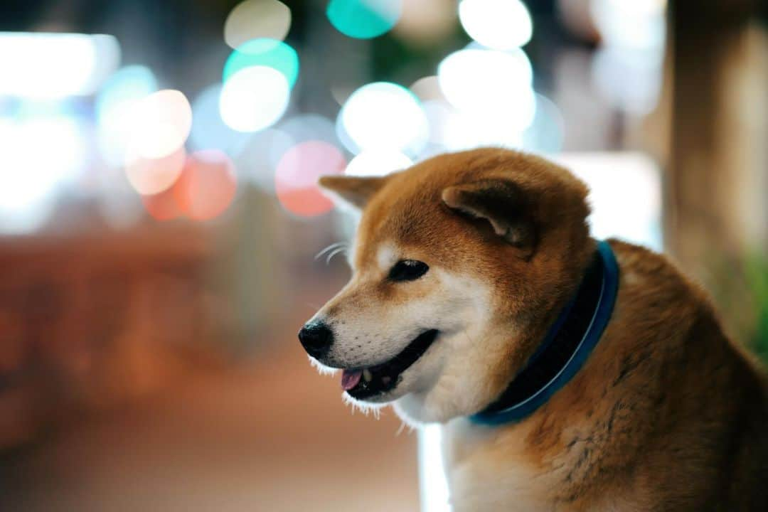 まる（まるたろう）さんのインスタグラム写真 - (まる（まるたろう）Instagram)「It's sparkling... Isn't is beautiful?✨🐶✨キラキラしてて綺麗だね〜 #雨上がりだからかな #眠らない街根津 #嘘ついた #21時には全員寝る #平和な街 #それが根津 #眉毛伸びてきた」7月15日 20時31分 - marutaro