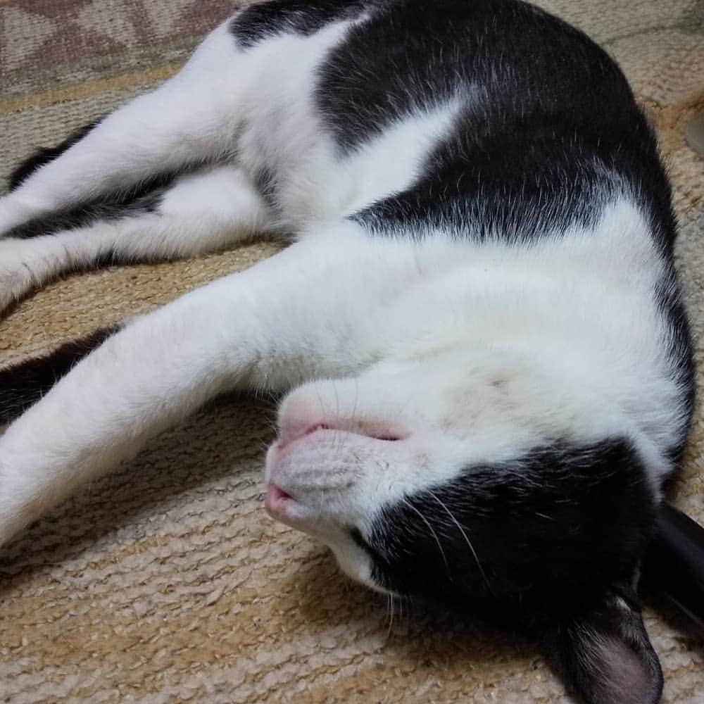 川久保秀一さんのインスタグラム写真 - (川久保秀一Instagram)「もどちゃん、完全になついてしまった。  #野良猫 #白黒猫」7月15日 20時41分 - hidekazu_kawakubo