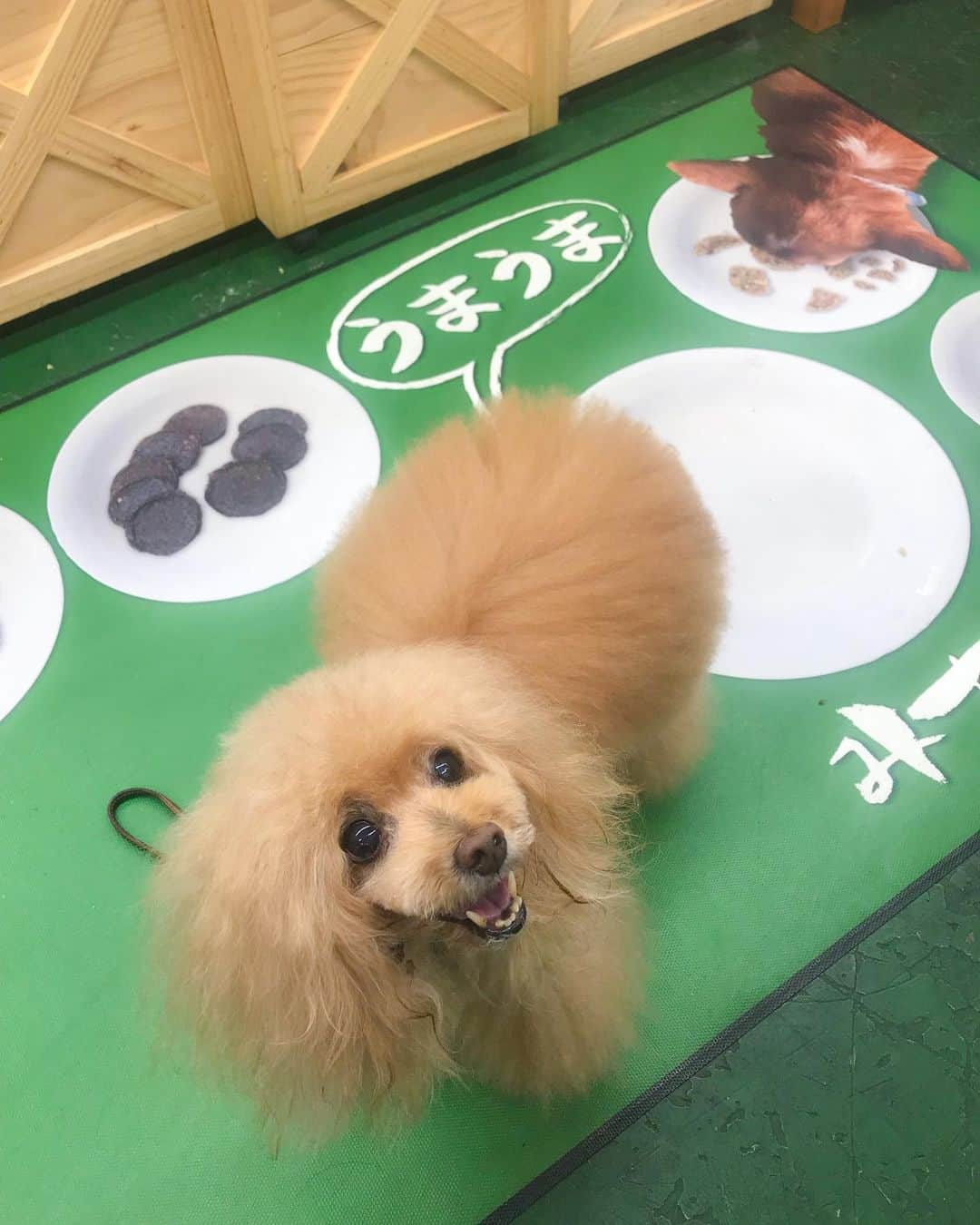 Toypoodle Mikuru?Asakusa Tokyoさんのインスタグラム写真 - (Toypoodle Mikuru?Asakusa TokyoInstagram)「20190712 Friday. みきゅるんの夏休み合宿Part ❶🎐 トリミング後、なめポン家へ💪🏻 途中で、前から行きたかった みちのくファーム @michinokufarm に連れて行ってもらいました😄 . 沢山のオヤツに大興奮のみきゅるん😆 いっぱいオヤツもらってご機嫌MAX💖 欲しかったサプリとオヤツもGETできました💪🏻 これだけの品揃えあるショップが近くにあればいいなぁ🥰 . そしてdinnerは、ビール飲み比べとチーズダッカルビ🍺 超宴夏の陣のスピンオフとなりました👍🏻 . Part❷に続く🔜 . #みちのくファーム #秩父 #超越夏の陣スピンオフ」7月15日 20時46分 - purapura299