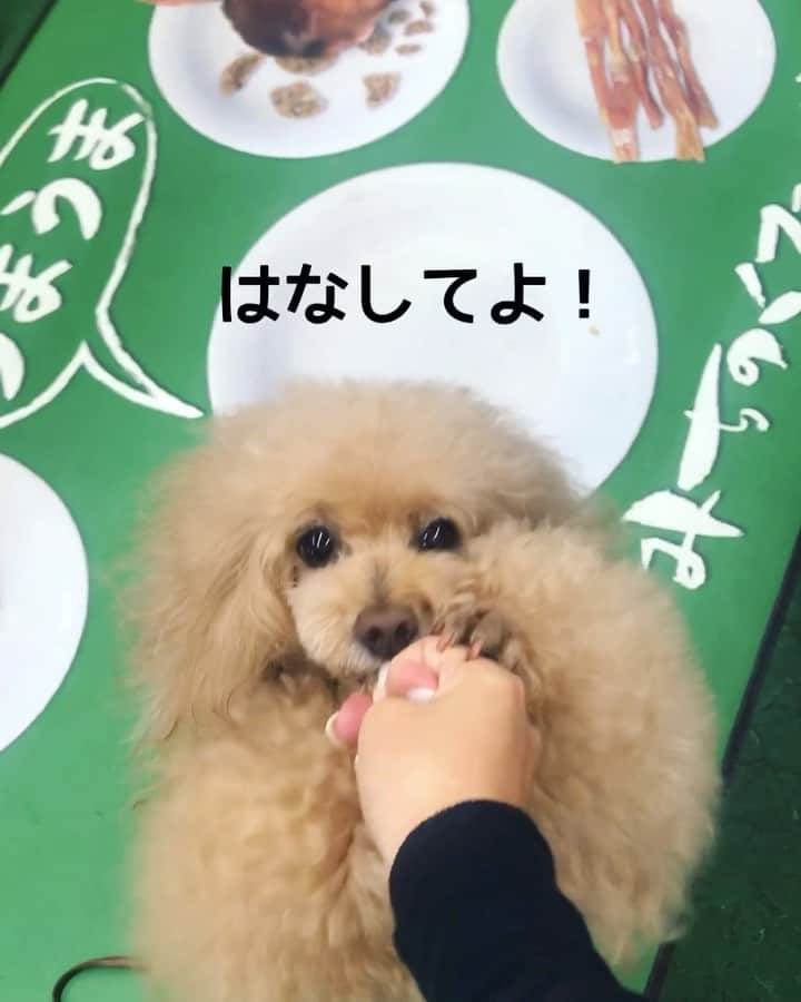 Toypoodle Mikuru?Asakusa Tokyoのインスタグラム：「20190712 Friday. みきゅるんの夏休み合宿Part ❶🎐 トリミング後、なめポン家へ💪🏻 途中で、前から行きたかった みちのくファーム @michinokufarm に連れて行ってもらいました😄 . 沢山のオヤツに大興奮のみきゅるん😆 いっぱいオヤツもらってご機嫌MAX💖 欲しかったサプリとオヤツもGETできました💪🏻 これだけの品揃えあるショップが近くにあればいいなぁ🥰 . そしてdinnerは、ビール飲み比べとチーズダッカルビ🍺 超宴夏の陣のスピンオフとなりました👍🏻 . Part❷に続く🔜 . #みちのくファーム #秩父 #超越夏の陣スピンオフ」