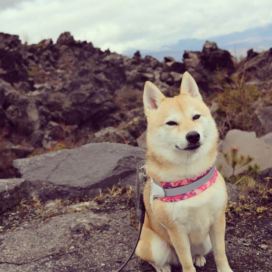 アブのインスタグラム：「現場のシバチャさ〜ん！？ #シバチャ #dog #柴犬 #鬼押出し園 #犬」