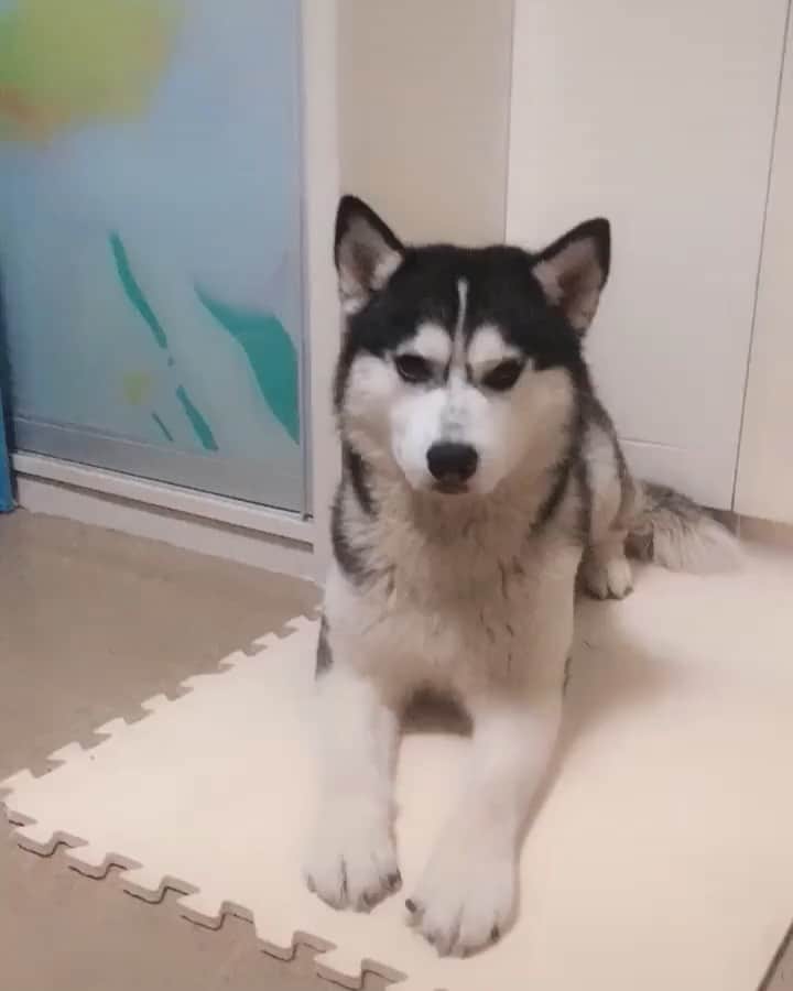 husky and malamuteのインスタグラム：「I am definitely a good actor.😝😝」