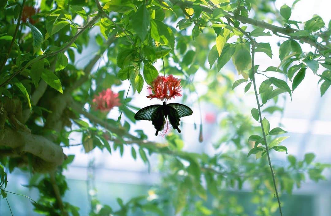 kyoko_zzzのインスタグラム：「Pleasant garden」