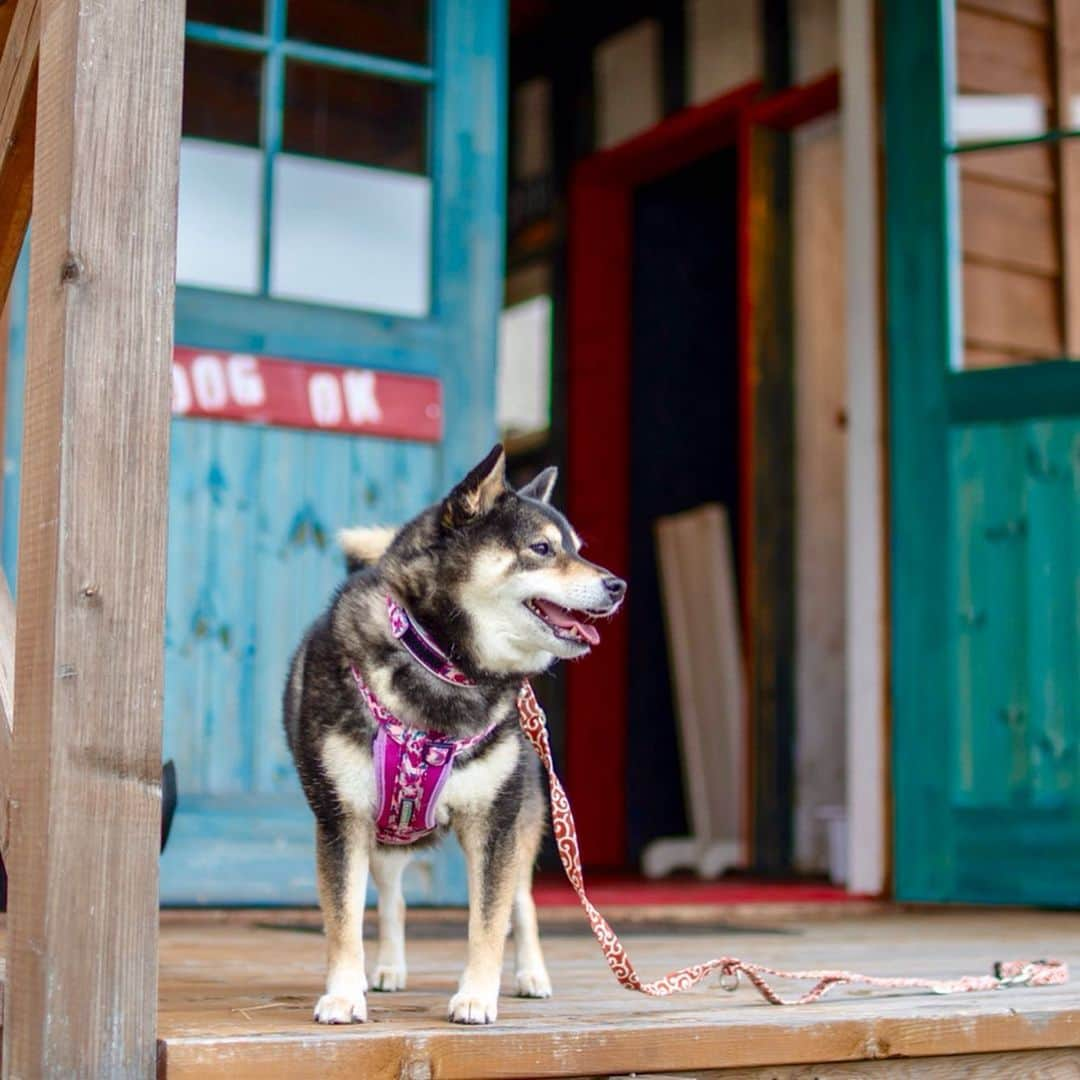 吾子さんのインスタグラム写真 - (吾子Instagram)「・ 銭函のアメリカーナさんでステーキランチ🥩🐶💕 ・ ・ おしゃれなロッジでアコも一緒に食事できてサイコー🐶💁🏻‍♀️💕 ・ ステーキの匂いはアコには辛いわん🐶💦ちゃんとウマウマもらったけど🐶🍖💕 ・ ・ ・ #ステーキの写真ないの🤷🏻‍♀️ #お腹減りすぎて💦 #位置情報見てわん🐶💕 ・ 北海道の柴犬 #柴北会 の皆ワン🐶💕くん活頑張ろう🐶👍🏻💕 ・ #adorable #instadog#shibainu#dog#instagramjapan#instashiba#kuroshiba #kuroshiba#socute #cutedog#いぬのきもち #黒柴 #dogstagram#sapporo」7月15日 21時10分 - acoshiba