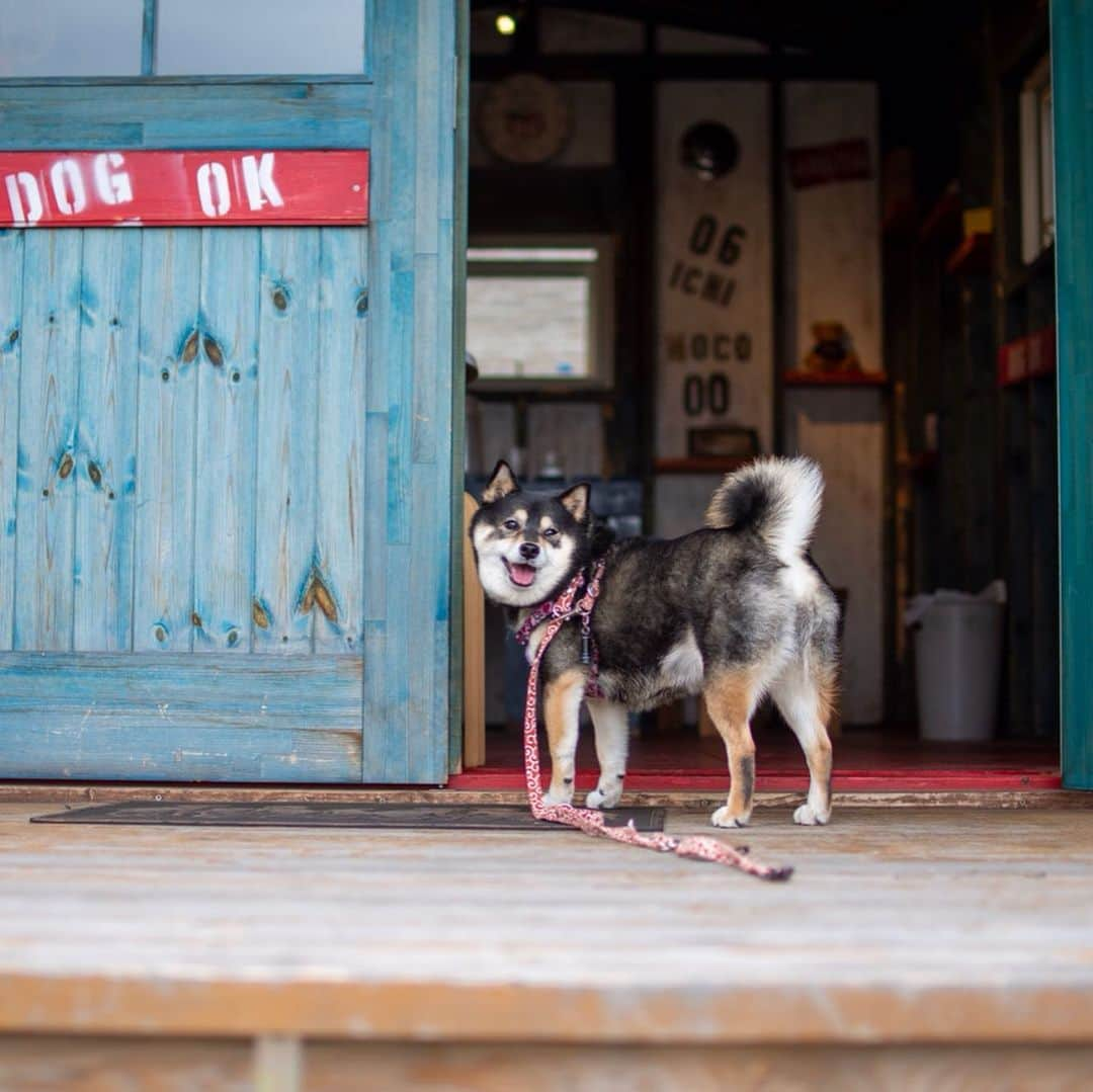 吾子さんのインスタグラム写真 - (吾子Instagram)「・ 銭函のアメリカーナさんでステーキランチ🥩🐶💕 ・ ・ おしゃれなロッジでアコも一緒に食事できてサイコー🐶💁🏻‍♀️💕 ・ ステーキの匂いはアコには辛いわん🐶💦ちゃんとウマウマもらったけど🐶🍖💕 ・ ・ ・ #ステーキの写真ないの🤷🏻‍♀️ #お腹減りすぎて💦 #位置情報見てわん🐶💕 ・ 北海道の柴犬 #柴北会 の皆ワン🐶💕くん活頑張ろう🐶👍🏻💕 ・ #adorable #instadog#shibainu#dog#instagramjapan#instashiba#kuroshiba #kuroshiba#socute #cutedog#いぬのきもち #黒柴 #dogstagram#sapporo」7月15日 21時10分 - acoshiba