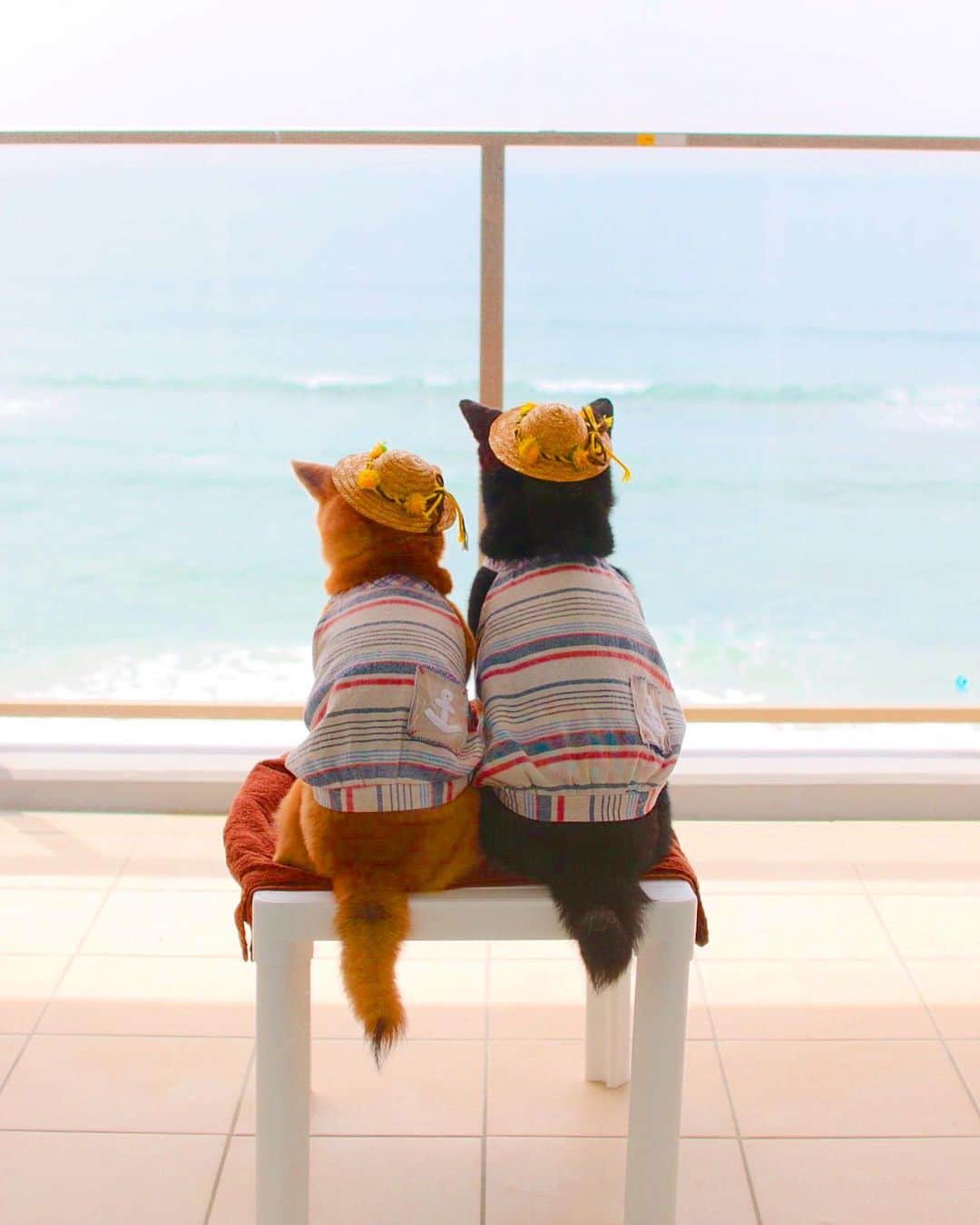 柴犬 けんしろう ゆりあのグルメインスタ