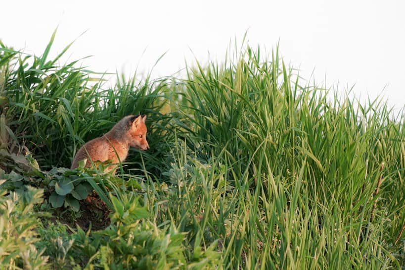 Hikaruのインスタグラム：「A young fox waits for my mother. . . Time fun for me. Time, it's early to pass. . . #instagram #instagramjapan #igersjp #東京カメラ部 #tokyocameraclub #natgeo #sony #bealpha #SonyAlpha #SonyImager #pashadelic #naturephotography #naturegeography #fox #キタキツネに会いたい #キタキツネ #photogrena_nature #photo_shorttrip #japan #hokkaido #写真好きな人と繋がりたい #北海道 #A7RM3 #Japan_ilc #SonyAlphaAnimalPortrait #pashadelic_gpc2019」
