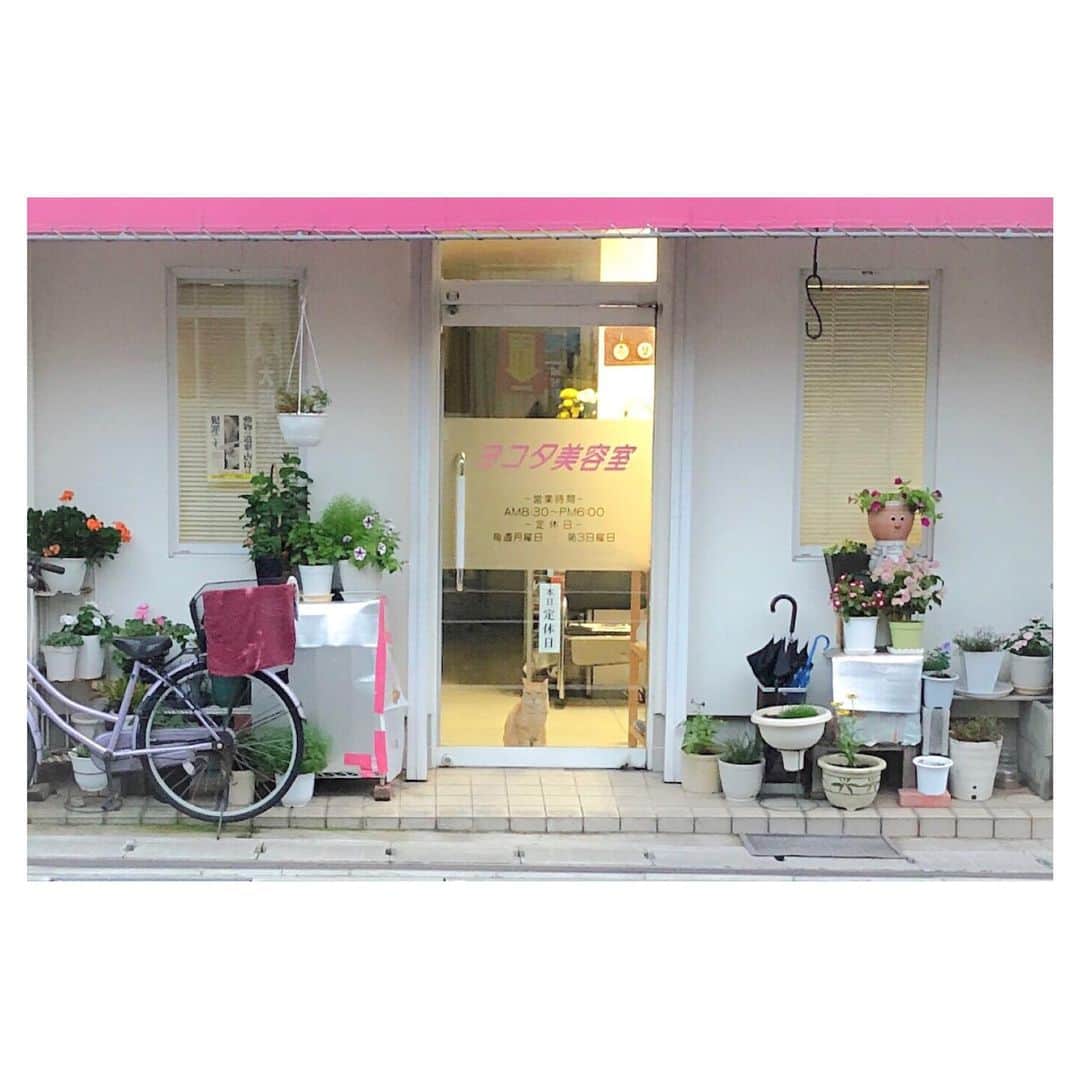 のインスタグラム：「#ネコさん発見シリーズ 🐈」