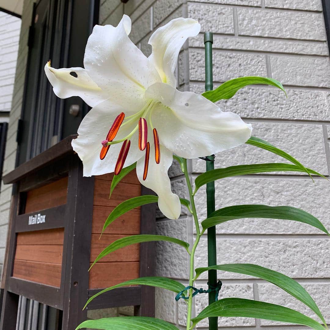 野間美由紀のインスタグラム：「柴田よしきさんにいただいたカサブランカ。綺麗に咲きました！」