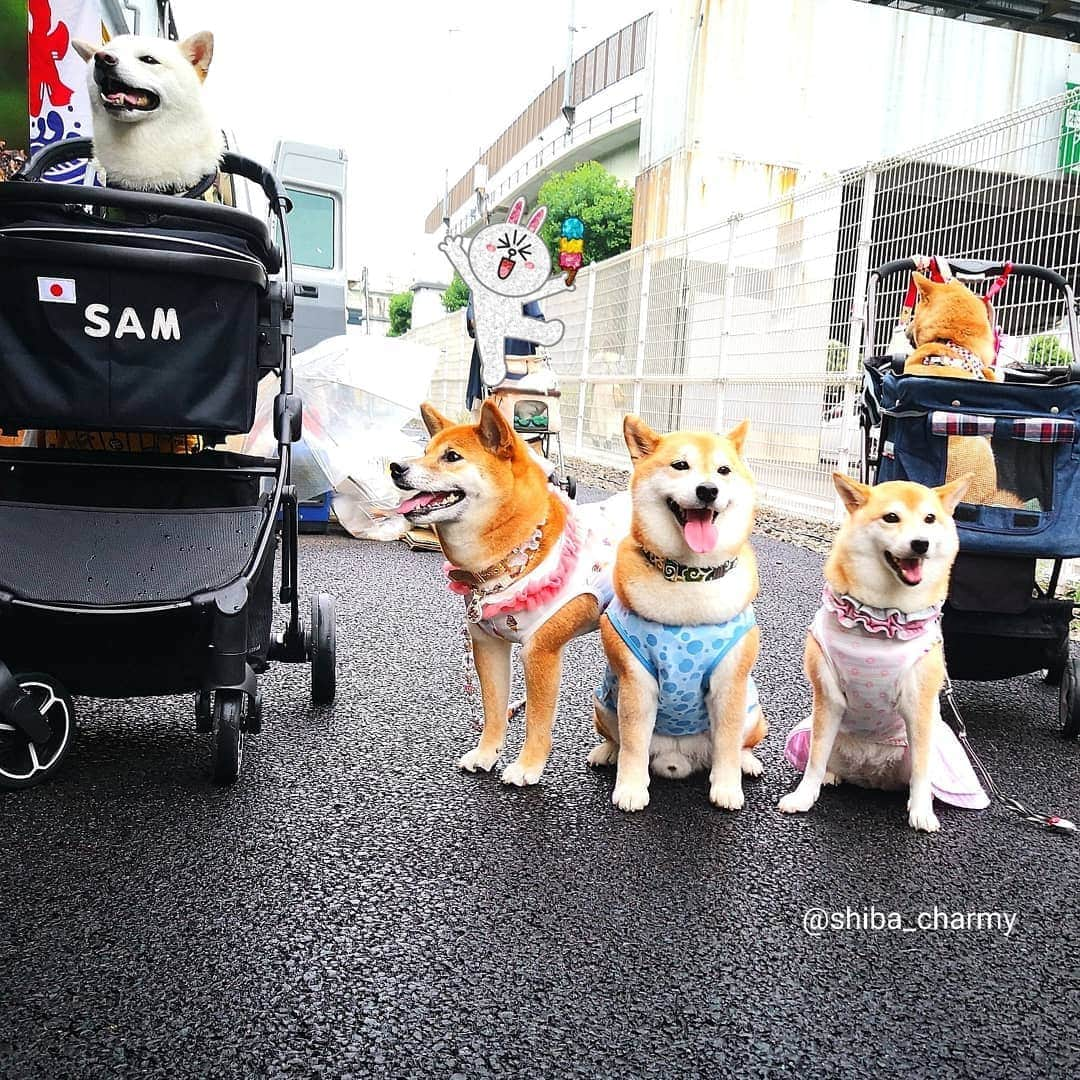 ちゃみさんのインスタグラム写真 - (ちゃみInstagram)「Charmy Friends😆🐶🎵 昨日は関東から なるとママさん  @__nori211__  と、そらくんファミリー @kaorunachan  が遊びに来てくれました😆✨ * なるとママは、何年も前からチャミ嬢に会いたい！と言っていただいていて🙈 会えて嬉しかったです🐶✨ * そらくんとそら君ファミリーともお会いできました～😆 ママさん とっても楽しい方で😁❤ そらくんのお兄さんはチャーミーのファンと言ってくれて🙈 めっちゃ可愛がってもらいました☺️ * 人見知りで極度に緊張していた (変な汗が滝のように流れてました😓) 私ですが、皆さん気さくで  楽しい時間を過ごさせていただきました🐶😆 * サム君ファミリー @kazuyuki0812 にも来ていただいて☺️ わちゃわちゃ楽しかったです✨ * 遠方から本当にありがとうございました😊 またお会いできますように😆❤ * 初めましての あんちゃんとあんちゃんママさん @akika__momo また近くなので会いましょう😊 * 夕方になって、なるとママとあんちゃん＆ママ、サム君達とチャミパパも参加して #べんてんナイト へ🚗³₃ * ココちゃん @coco.114 と 初めましてのリキ君 @riki.yuri_papa にも会う事ができました 😆 * ①～⑨は写真で 最後は動画です🐶」7月15日 12時39分 - shiba_charmy