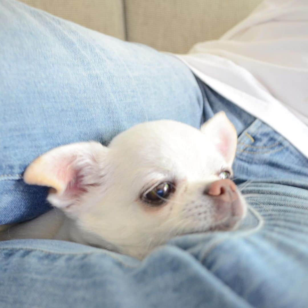 KORIKIのインスタグラム：「#定位置 #dogofsapporo #dog, #dogs, #dogstagram,#chihuahua,#犬バカ部,#チワワ,#koriki, #hanadog #白スムチ連合会, #スムチー,  #dogofthedayjp, #dogoftheday  #ilovemydog #instadog #instapet #WhiteChihuahua  #吉娃娃 #치와와  #dogsofinstagram #Chihuahualover  #チワワの輪 #barkbox #WhiteChihuahuaParty #もふもふモフモフ」
