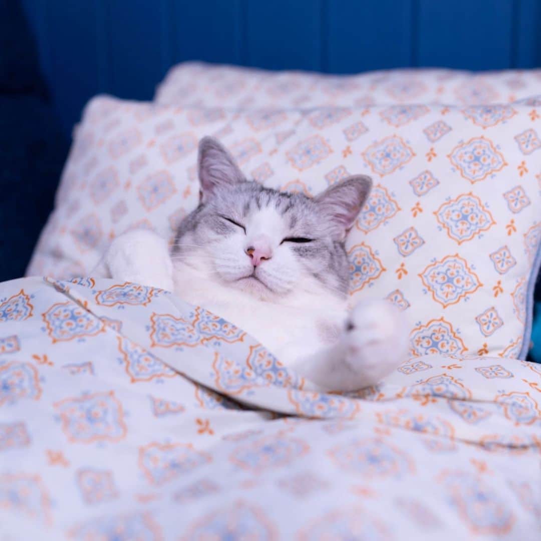 Sakiさんのインスタグラム写真 - (SakiInstagram)「* "This nap mat, pillow, and blanket are awesome mommy!" She's always using my bed and pillow whiles I'm away for work, but she's now taking over my nap set...... . 「ママ、このマットと枕とブランケット最高だよ！」 いつもベッドと枕を仕事に行ってる間使われてるけど、遂にお昼寝セットも奪われたー🤣 #元野良猫部 #元野良もカワイイ説普及隊 #studioclipさん取られちゃったからスポンサーして下さい🤣 *」7月15日 12時59分 - rubyeve12