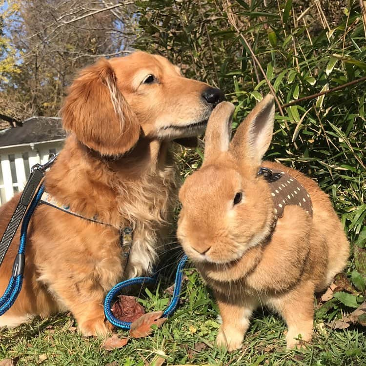 Chieko Shibutaさんのインスタグラム写真 - (Chieko ShibutaInstagram)「たろー🐶&うじゃこ🐰地方☀ 雨上がり　さんぽ🌿 たろー！ お外は　気持ちいい💚🐰☆彡 💕✨🐶🍀🐰✨💕 #dachshund #dachshunds #dachshundlove #dog #dogs #doglove #instadog #instagram #instagood #pet #pets #petsagram #cute #cutepe #cutepet #cutedog #cuteanimals #likes #09076999576 happy #smile #rabbit #ラビット #ミニュチュア #ミニュチュアダックス  #ミニュチュアダックスフント #うさぎ部 #うさぎ #ダックス #ダックスフンドロングヘアー#ねざーらんどわーふ」7月15日 13時13分 - chieko.81