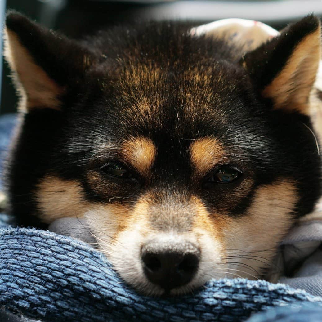 黒豆柴こむぎのグルメインスタ