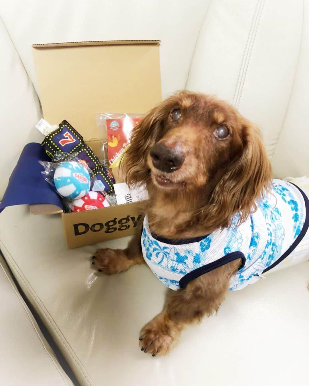 藤江れいなさんのインスタグラム写真 - (藤江れいなInstagram)「今月号の( @doggybox_jp ) 届きました🐶💞 今回も美味しそうなおやつからおもちゃまで！色んな物が入ってて凄く嬉しそうなMAXさん！ 愛犬の喜ぶ顔はこっちまで笑顔になれるよね🌟 #Doggybox #ドキボ #愛犬 #MAX #ミニチュアダックスフンド」7月15日 13時24分 - 01nyan0201