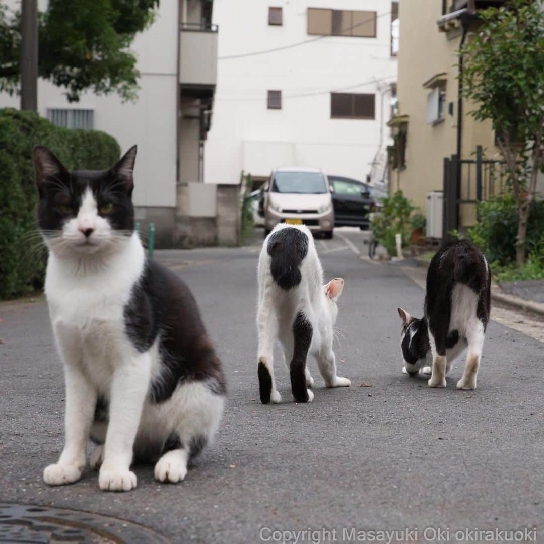Masayukiさんのインスタグラム写真 - (MasayukiInstagram)「気づかれないように。  #cat #ねこ」7月15日 14時36分 - okirakuoki