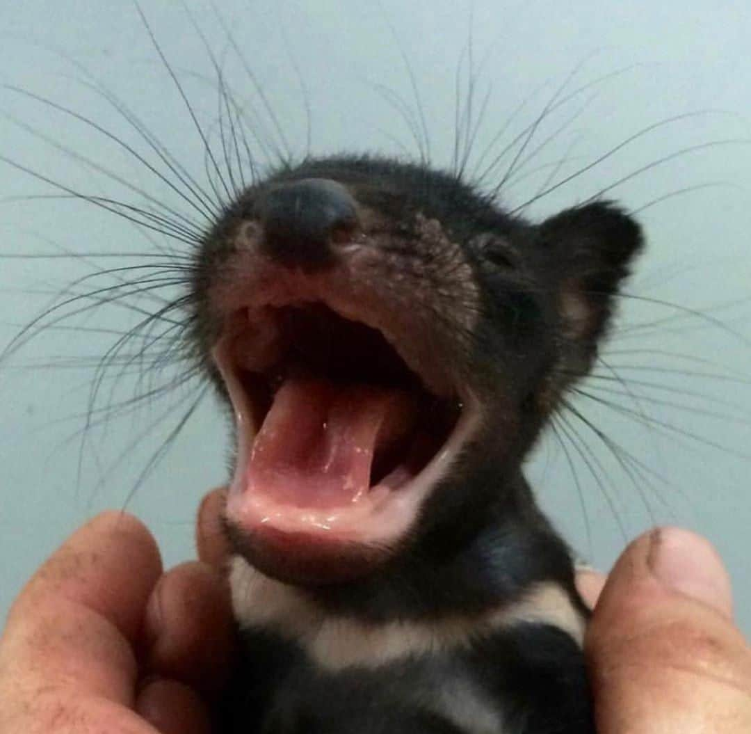 Australiaさんのインスタグラム写真 - (AustraliaInstagram)「That internal scream we all do at the end of a long day. 😫 This precious little #TasmanianDevil in @timswildlife’s palm is part of the @aussieark family, a #wildlife sanctuary dedicated to saving endangered native animals. Located in @visitnsw’s @barringtoncoast, the sanctuary has the largest population of Tassie devils on mainland #Australia. Book the ‘devils in the wild’ tour to spend a few hours getting to know these animals; you might even get the chance to hold a joey.  #seeaustralia #NewSouthWales #AussieArk #wildlifephotography #weeklyfluff」7月15日 15時00分 - australia