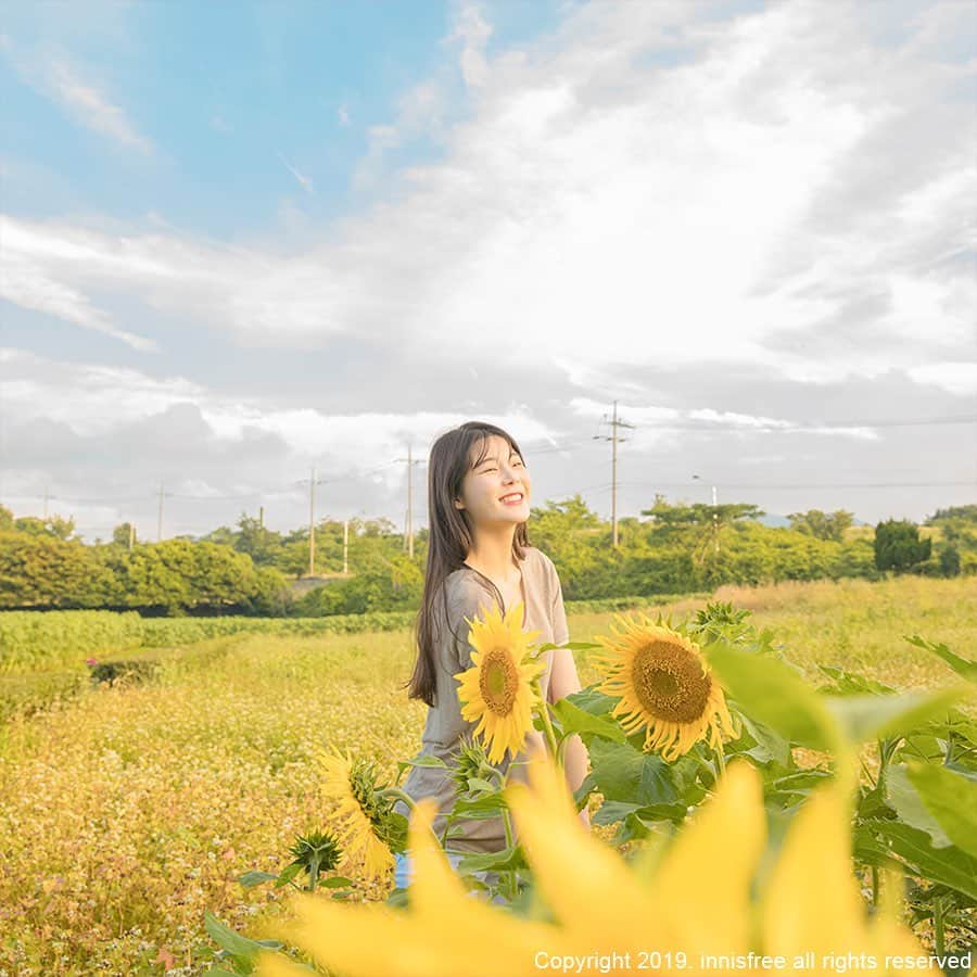 innisfree official (이니스프리) さんのインスタグラム写真 - (innisfree official (이니스프리) Instagram)「Why don't you visit Jeju with sunflowers in full bloom? ⠀ 해바라기가 활짝 핀 7월의 제주로 놀러오세요🌻」7月15日 15時01分 - innisfreeofficial