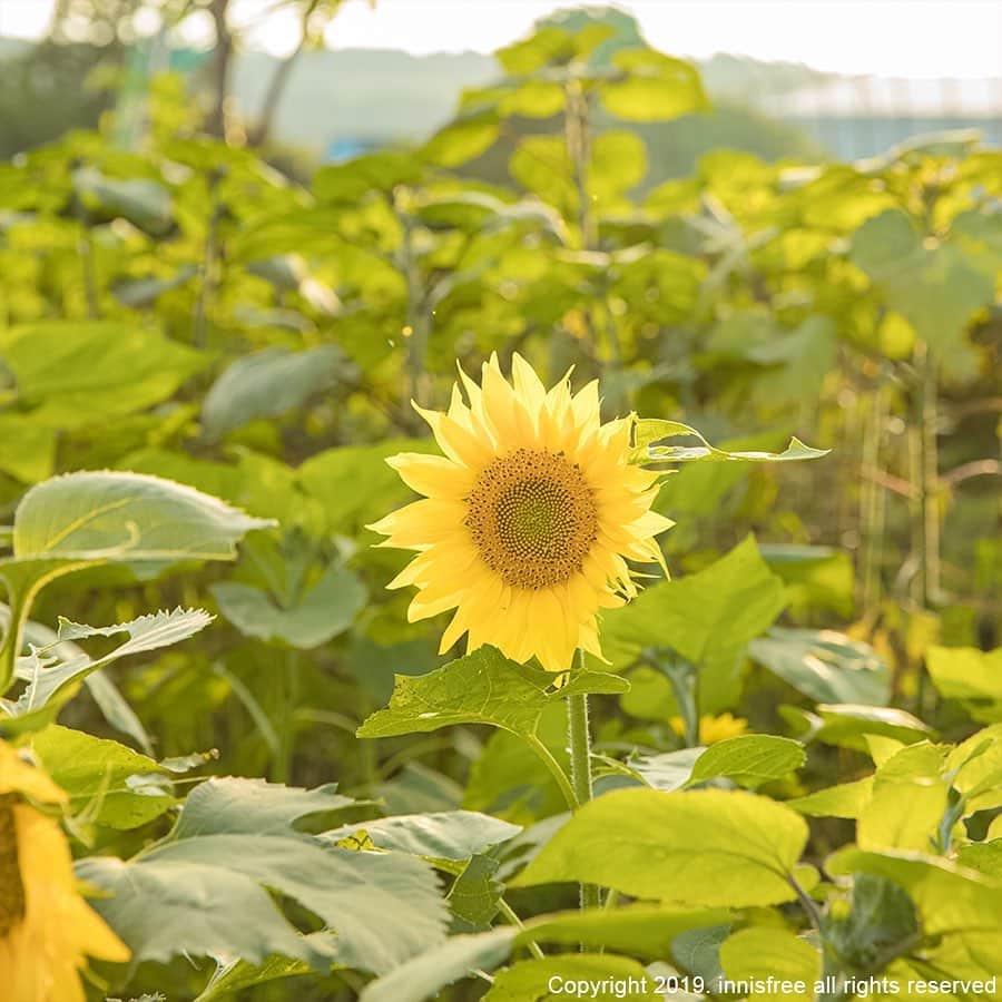 innisfree official (이니스프리) さんのインスタグラム写真 - (innisfree official (이니스프리) Instagram)「Why don't you visit Jeju with sunflowers in full bloom? ⠀ 해바라기가 활짝 핀 7월의 제주로 놀러오세요🌻」7月15日 15時01分 - innisfreeofficial