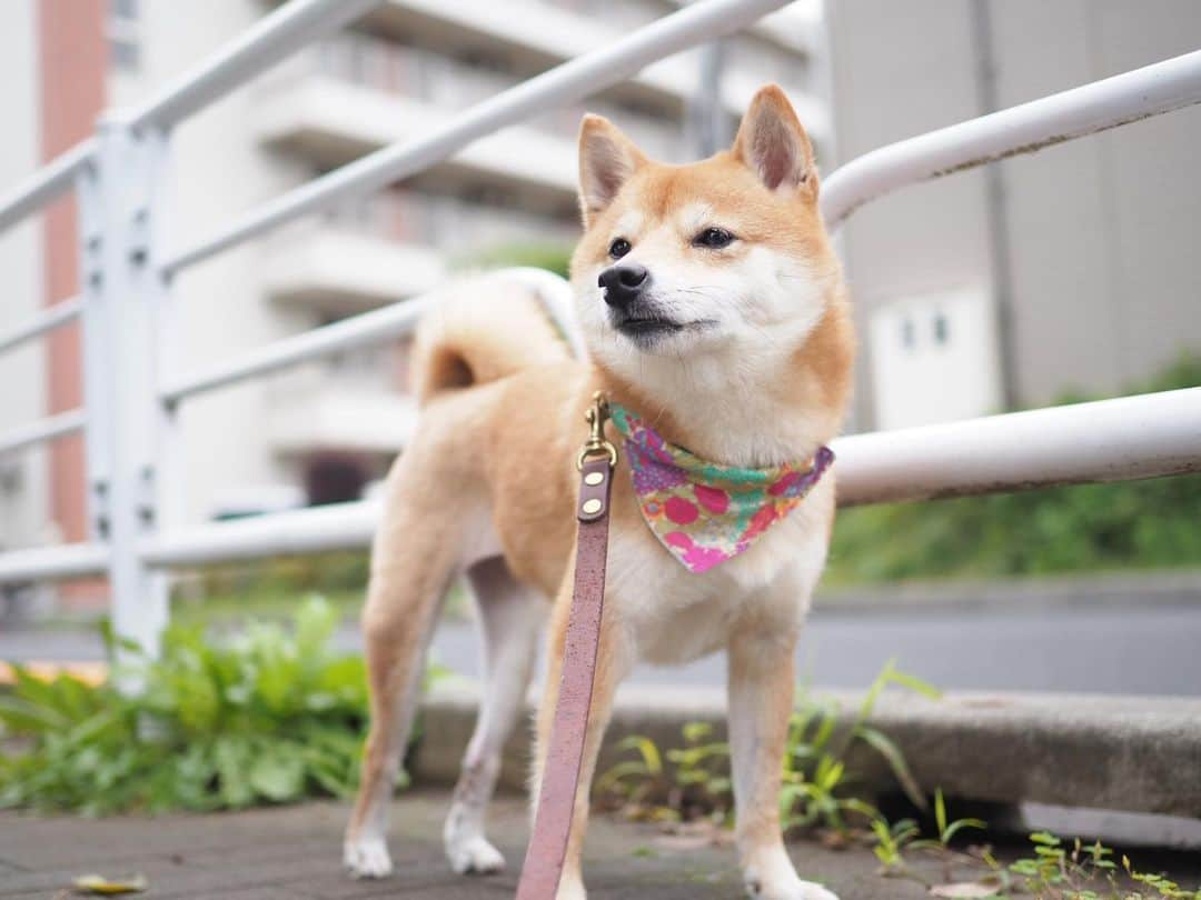 豆柴にこちゃんさんのインスタグラム写真 - (豆柴にこちゃんInstagram)「🐶 今日もお散歩してたくさん歩いてきたよー やっぱり白線の上を歩きがち🤣 . 4連休、どこもいかなかったけど ひさびさにダラダラできました☕️ . みんなの連休旅行記も見たりするの、ひそかに楽しんでます🚗 . #柴犬#豆柴#pecoいぬ部#犬#わんこ#犬#ここ柴部#shibainu#dog#mameshiba#pecotv#dog#いぬのきもち部#しばいぬ#しばけん#こいぬ#シバイヌ#いぬ#イヌ#赤柴#マメシバ#ペット#日本犬#子犬#puppy#doggo#pet#시바견#강아지#개」7月15日 15時07分 - nikochan.mame48