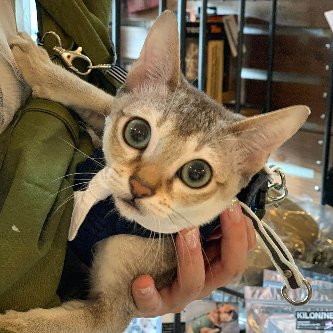 Out Tail さんのインスタグラム写真 - (Out Tail Instagram)「*﻿ 今日素敵なねこちゃんがご来店🥰﻿ マシューちゃんが遊びに来てくれました🐈💕﻿ まだ6ヶ月のマシューちゃん🐳﻿ 頭をなでるととっても可愛い声で鳴いてくれました🧡﻿ マリンのハーネスとっても似合ってたな〜😳⚓️﻿ ﻿ また遊びに来てください💕﻿ ﻿ ﻿ #outtail﻿ #犬なしでは生きていけません会 #dogcamp #アウトドアドッグ #犬連れキャンプ #犬とキャンプ #dogcamping #dog_outdoor #ワンコ #doggy #キャンプ #orca #ORCA #ウルフギャングマンアンドビースト #k9スポーツサック #キロナイナー #ペンドルトン #イージードッグ #マッドモンスターズ #ワンコのおやつ #ヒューマングレード #ほにほに亭 #はる工房 #ALPHAICON #アルファアイコン #carlson #ロードランナー」7月15日 15時23分 - outtail.dogcamp