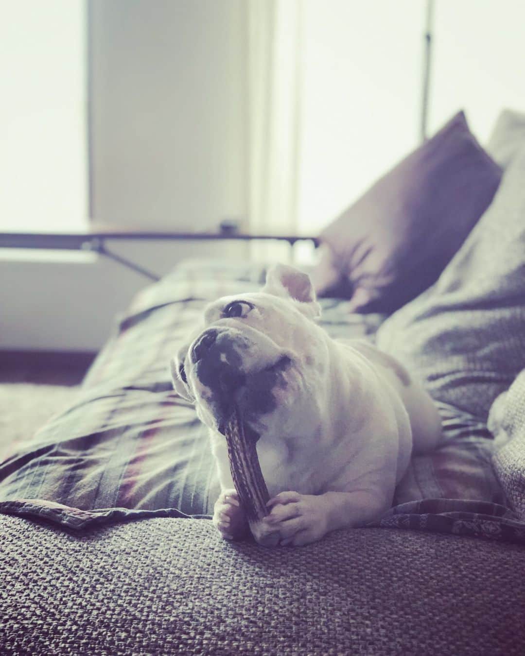 鑑田幸代のインスタグラム：「グーちゃん🖤 #だいぶ人ん家の子 #直ぐに馴染む #frenchbulldog  #frenchbulldogs  #french_bulldogs  #frenchie  #buhi  #ハニーパイド #フレブル  #グース #グーちゃん」